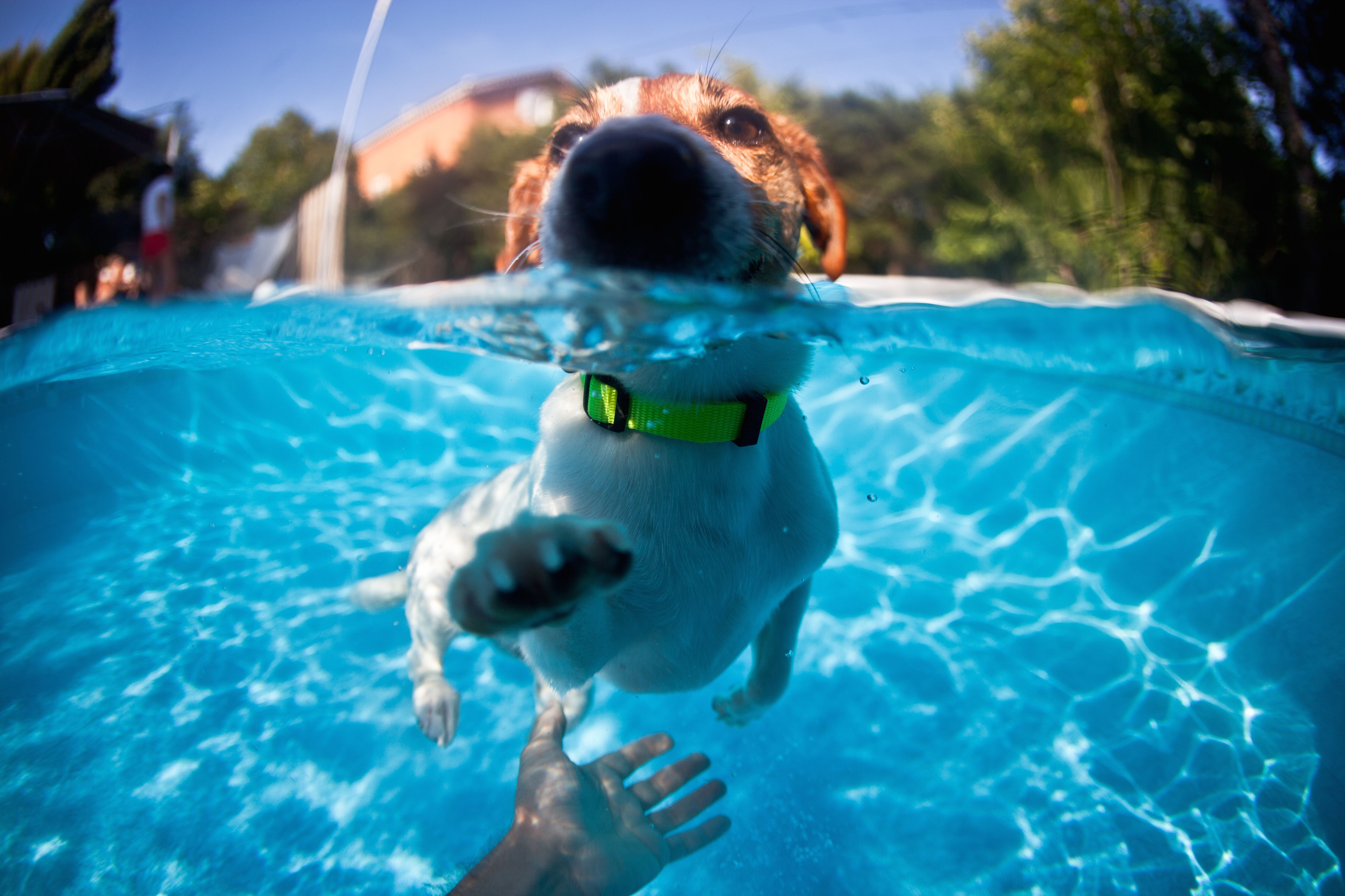 Swimming dog in a pool