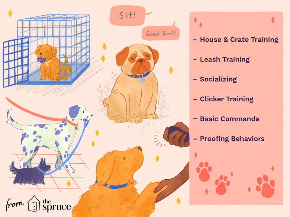 how to train a dog illustration