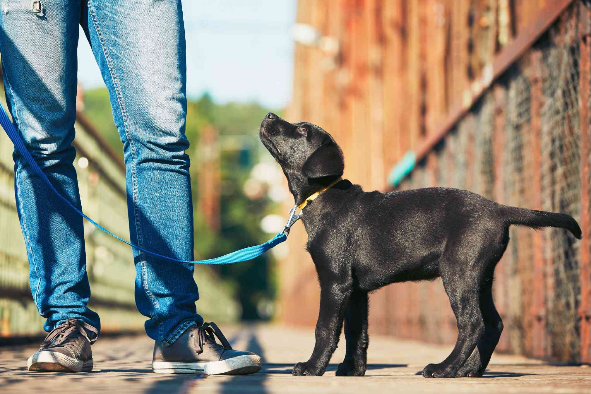Black lab puppy on a leash, watching his owner