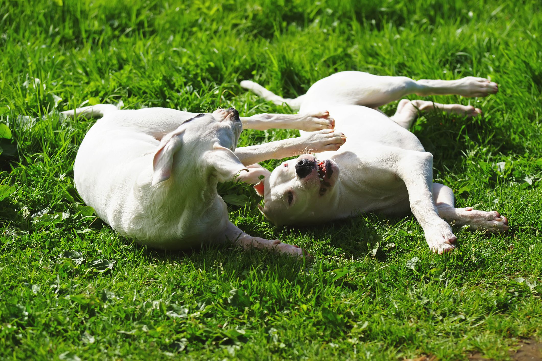 Dogo Argentino dogs playing