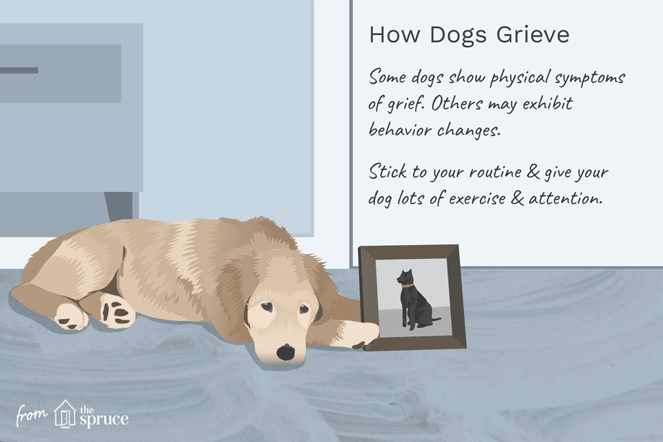 how dogs grieve