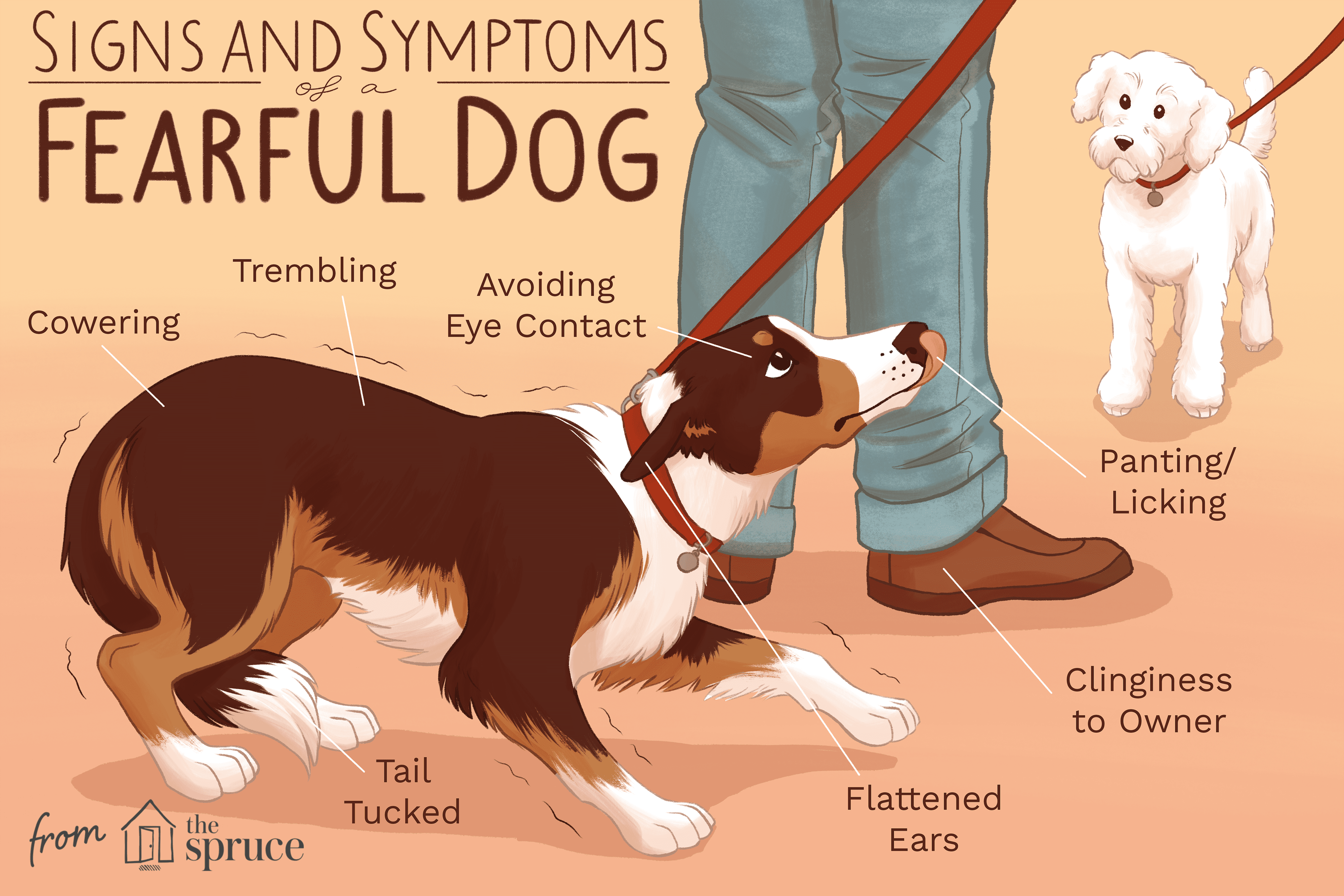 signs and symptoms of a tearful dog illustration