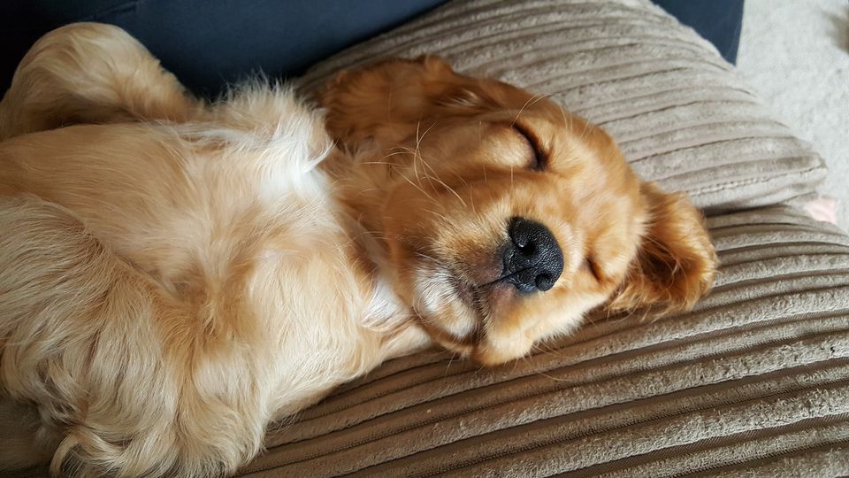 dog sleeping on a pillow