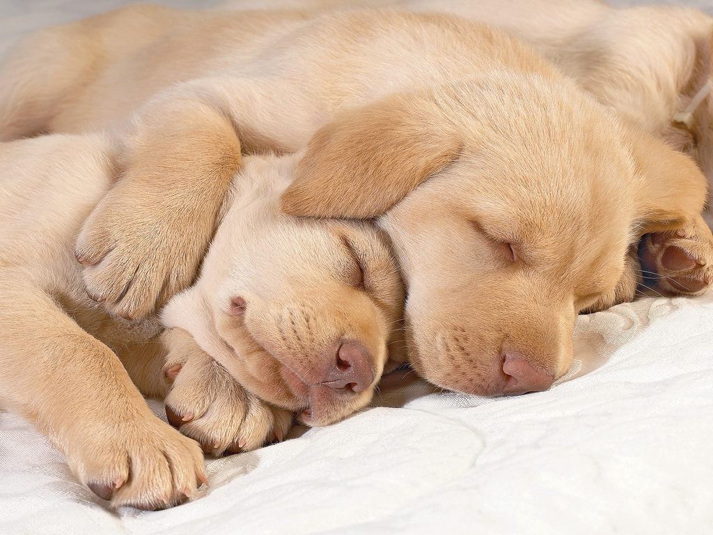 Dogs cuddling together