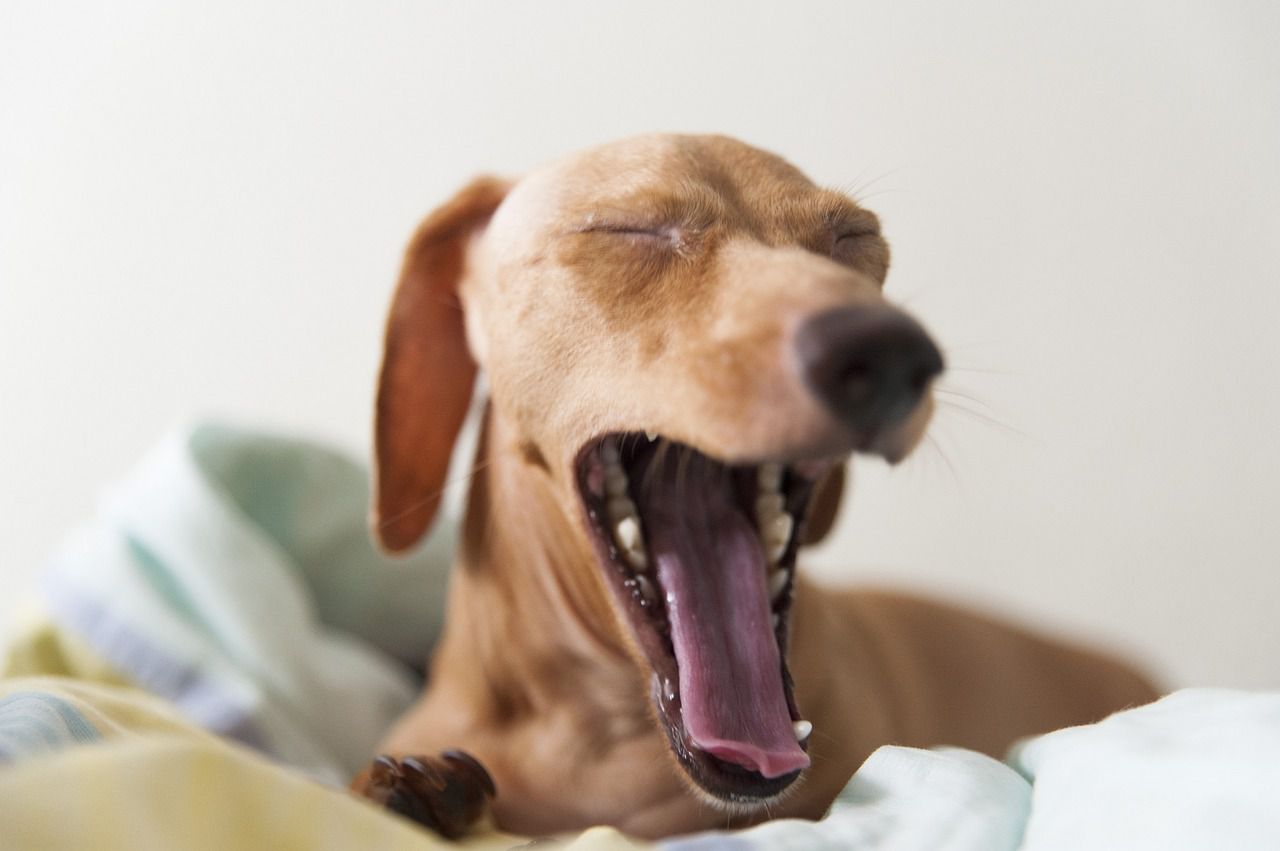 Close up of dog yawning