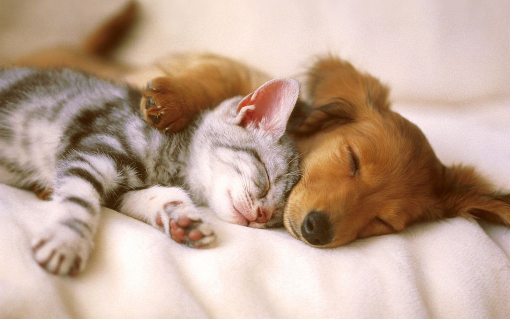 A cat and dog cuddling while sleeping