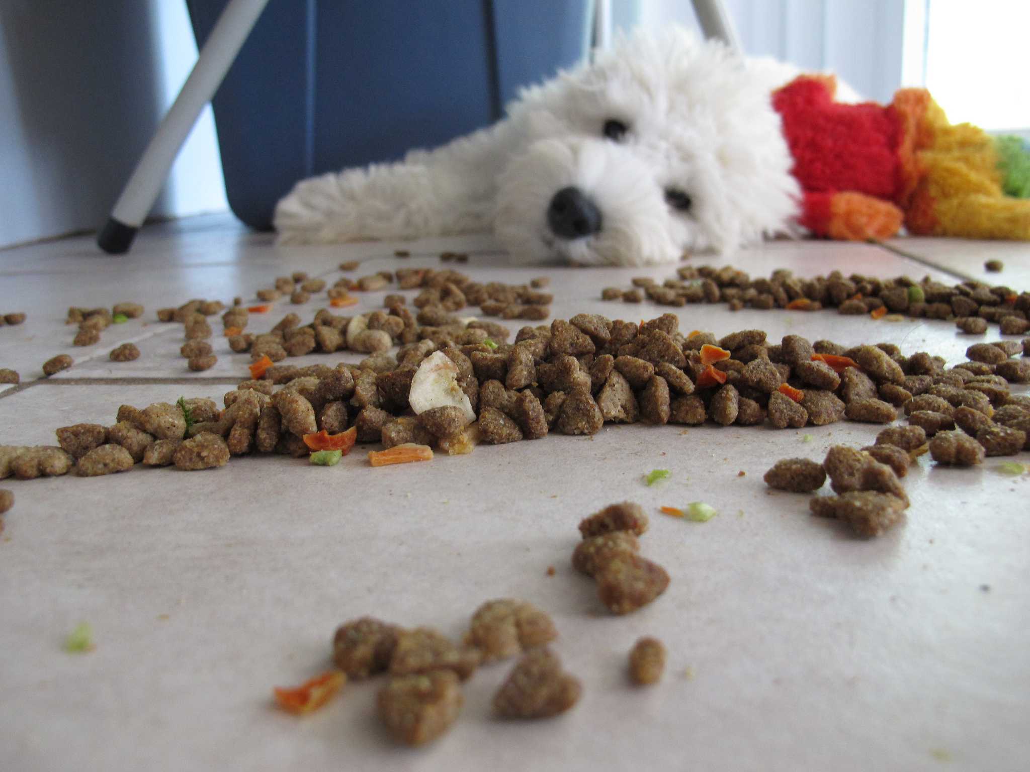 Dog laying down behind spilled food