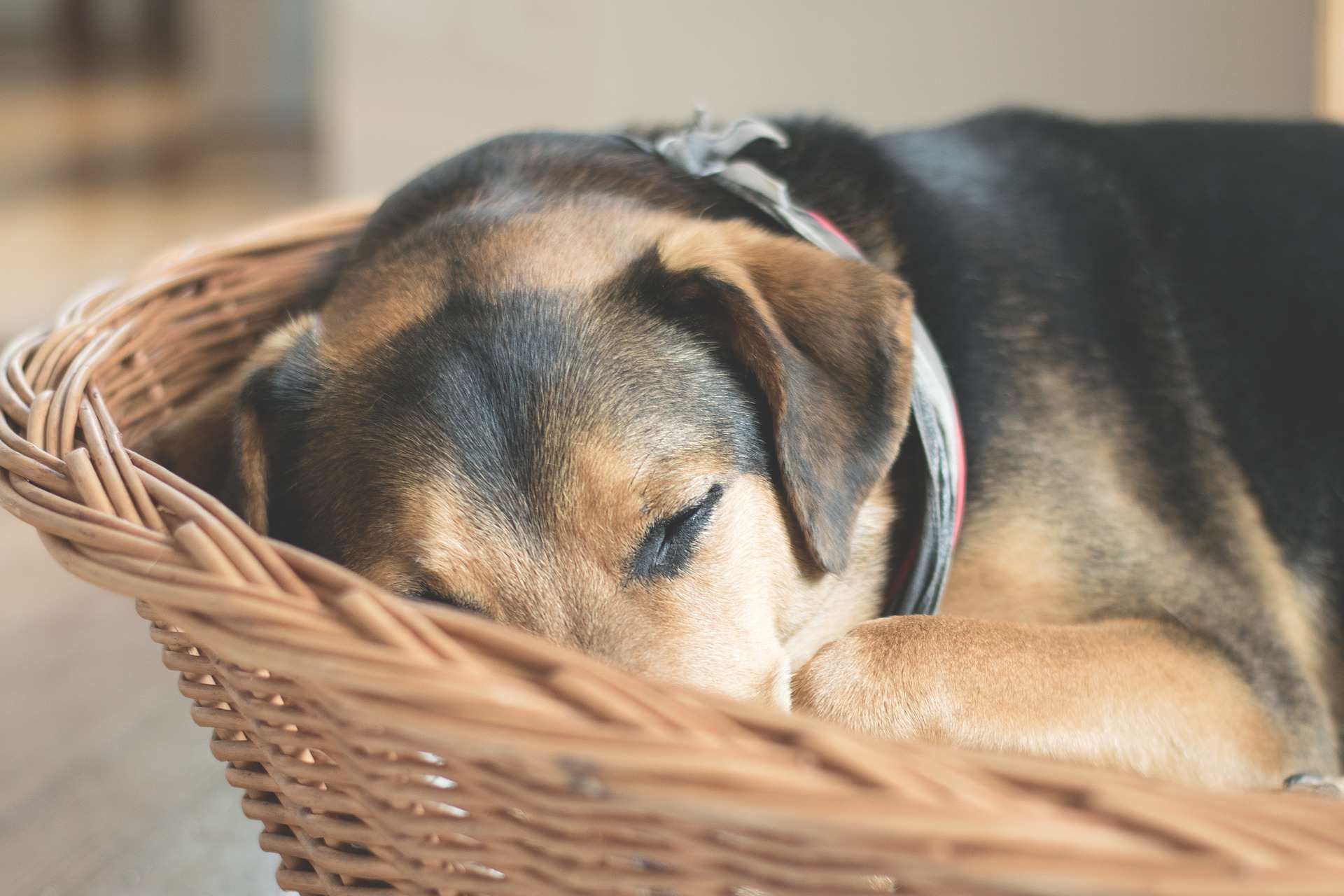 Dog curled up sleeping in a basket