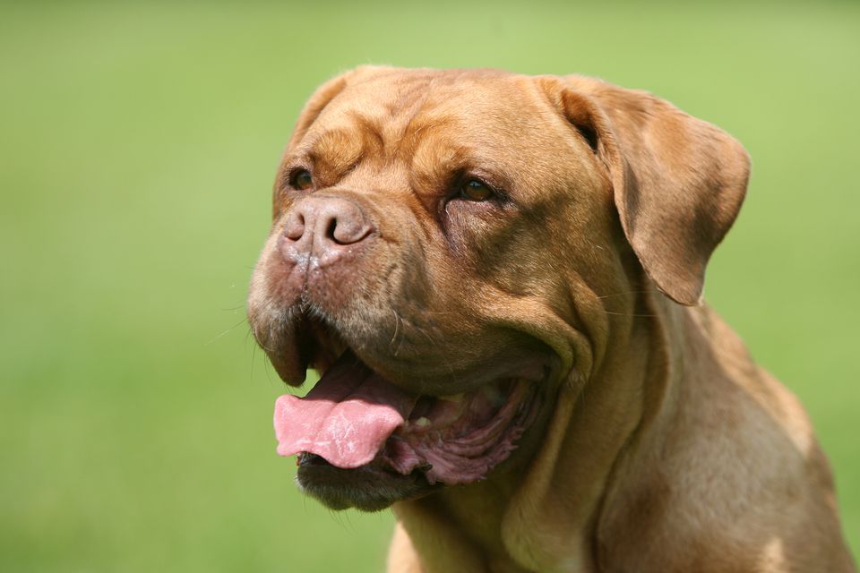 Dogue De Bordeaux dog breed French Mastiff