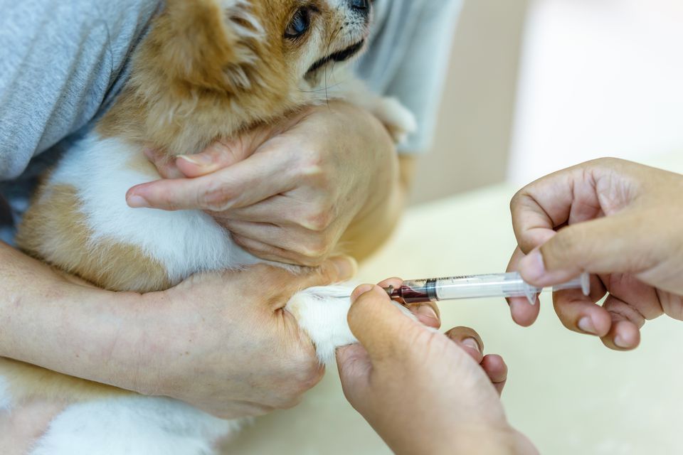 Canine (dog) Cephalic Vein Blood Collection, Pomeranian dog was collected blood from right foreleg by veterinarian, medicine, pet, animals, health care concept.