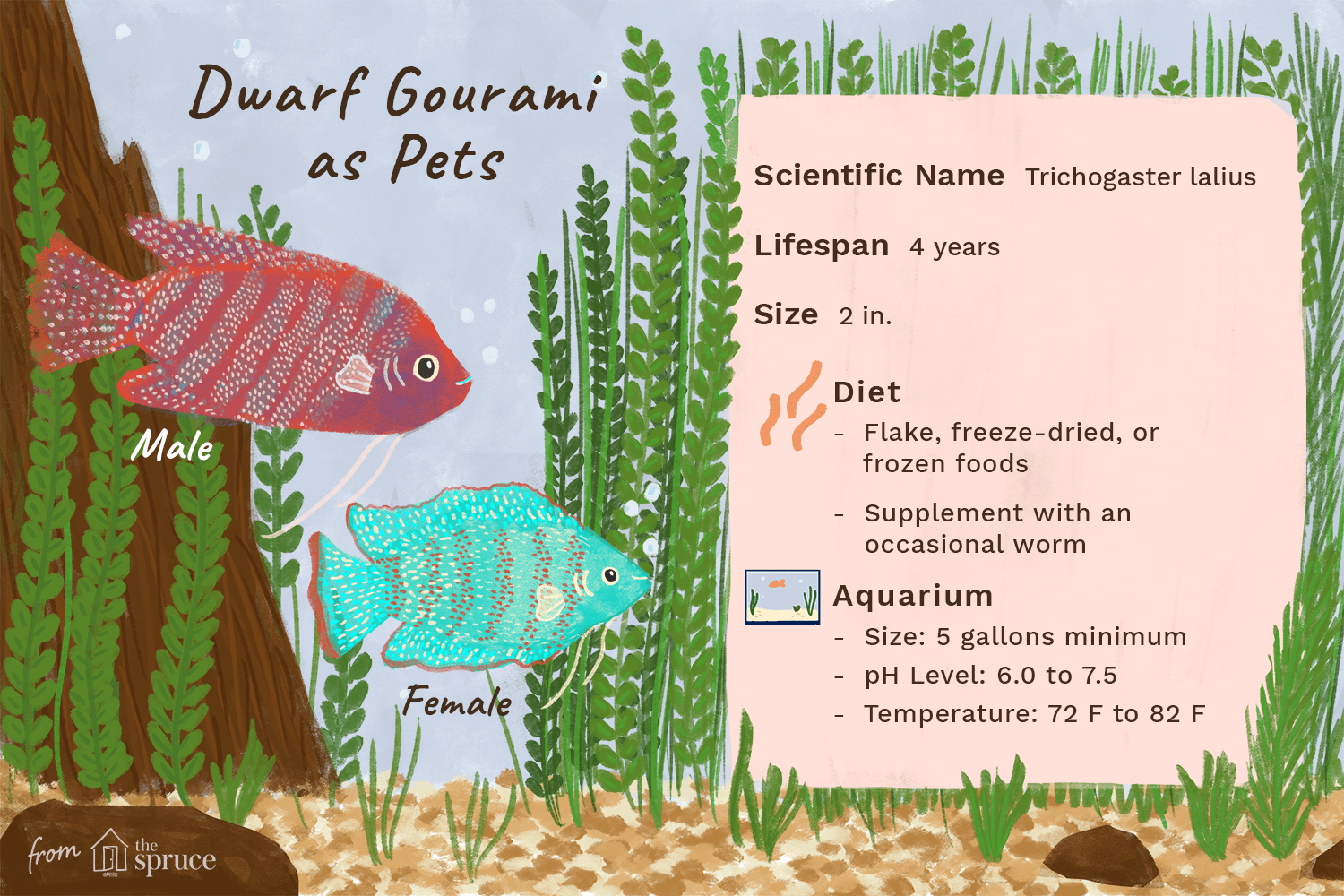 illustration of dwarf gourami fish breed profile fast facts