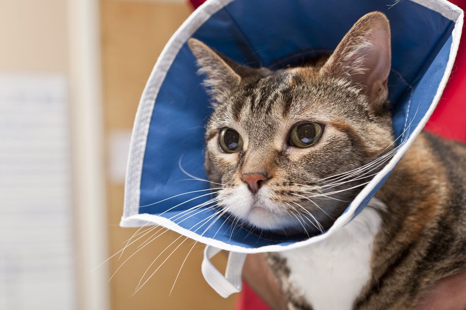 Cat Waits With Collar on After Procedure in Animal Hospital