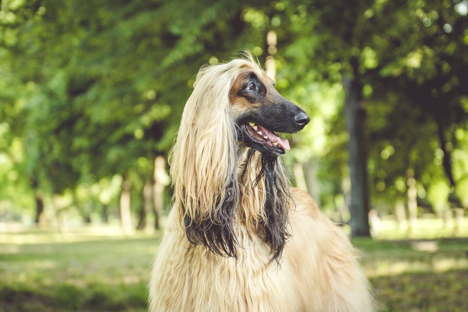 Afghan hound