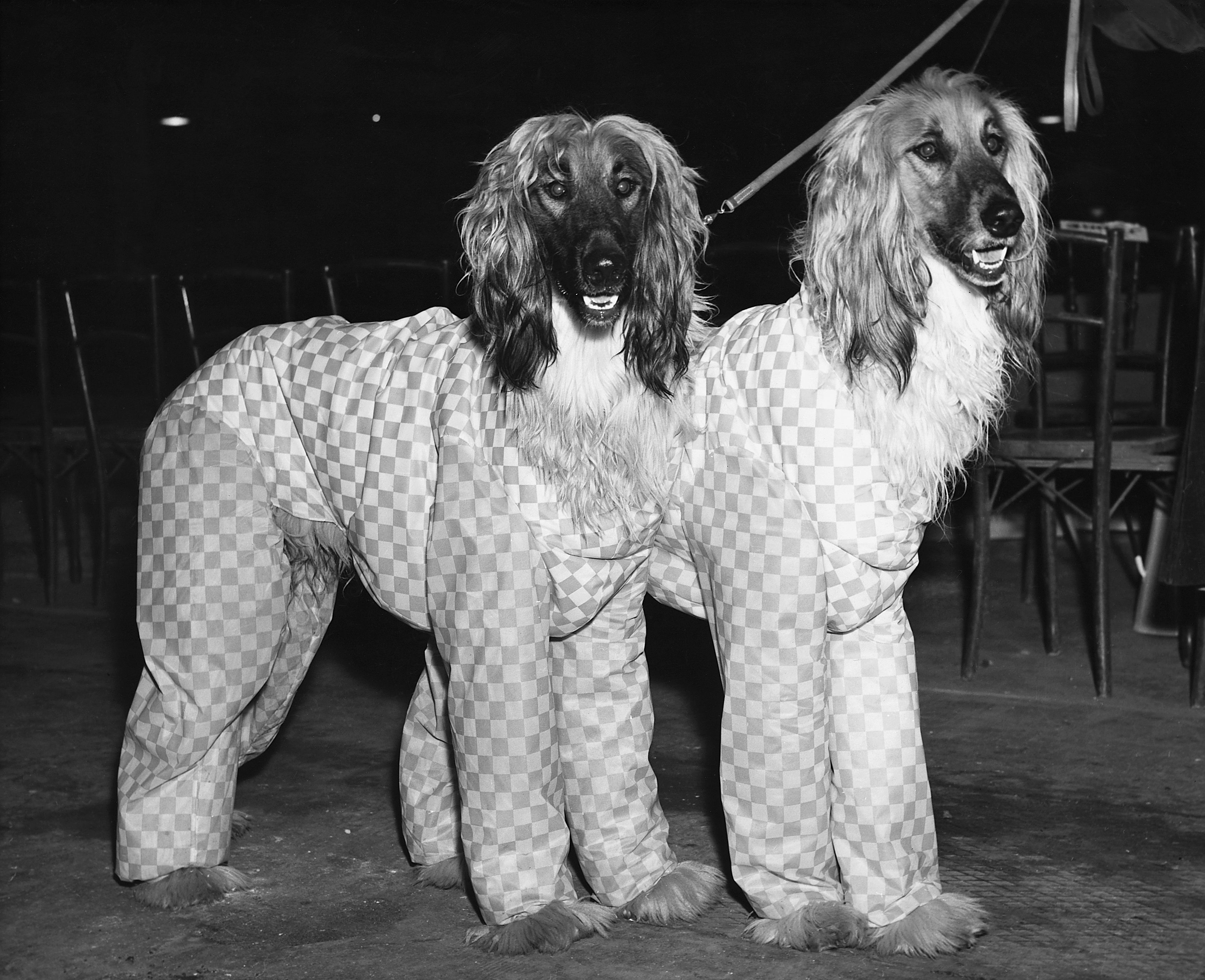 Afghan Hounds 1957 Cruft dog show