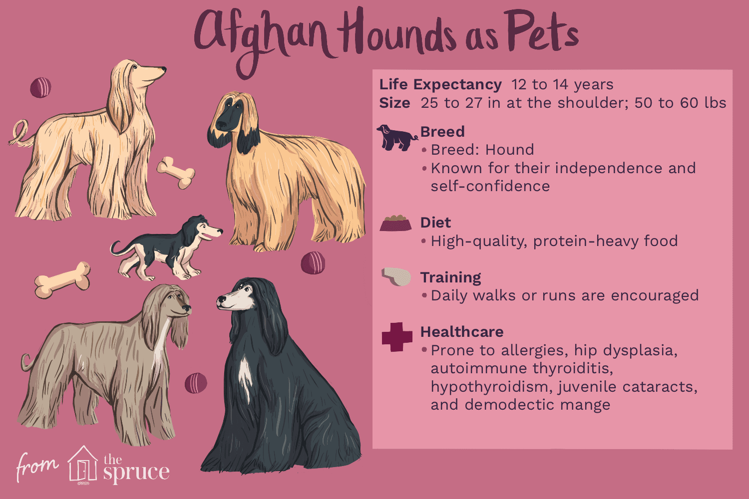 afghan hounds as pets