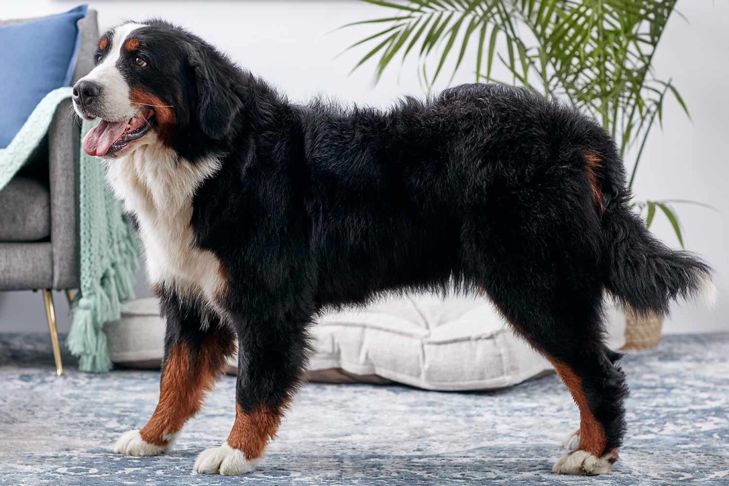 Side profile of a Bernese Mountain Dog