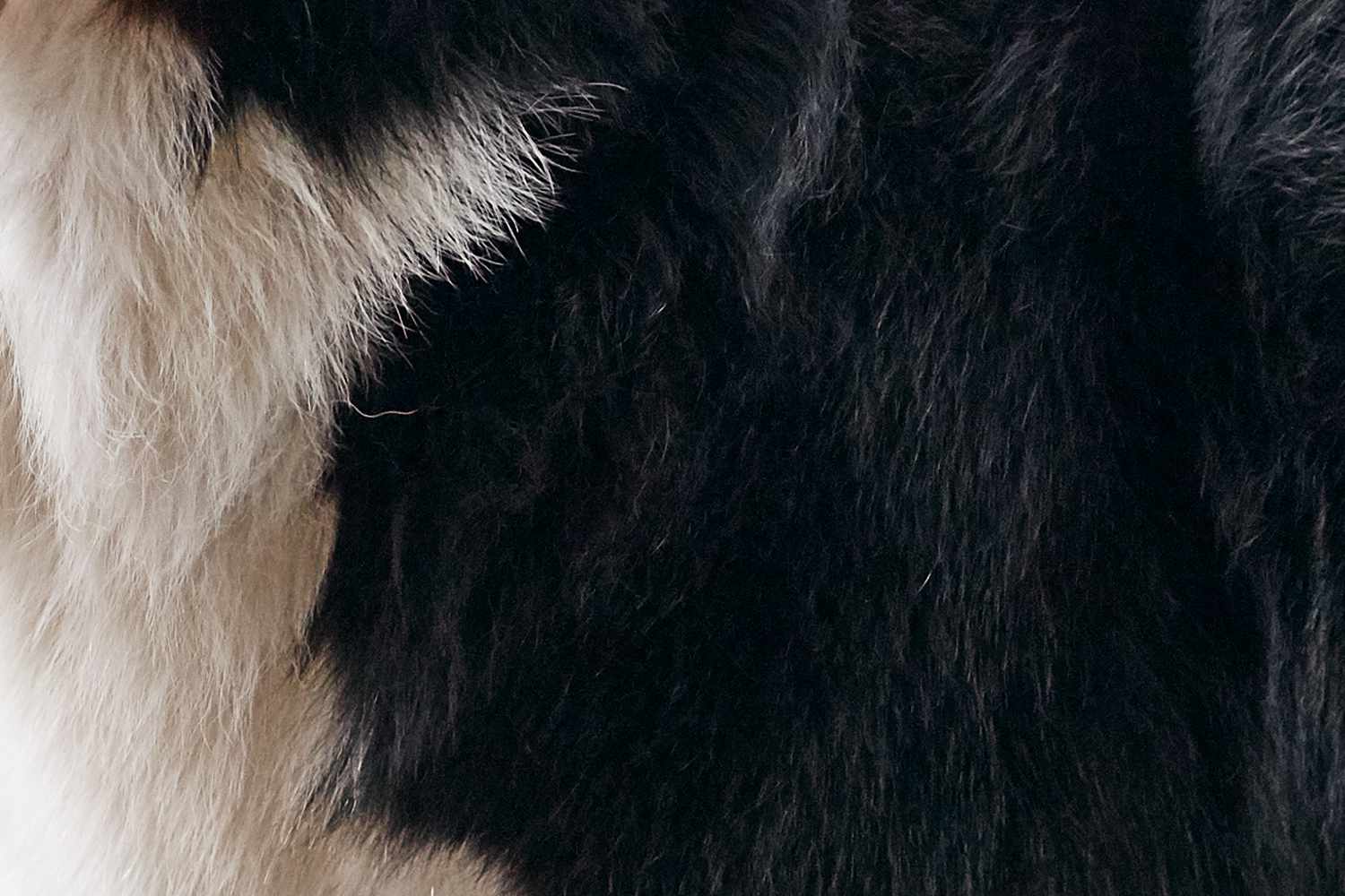 Closeup of a Bernese Mountain Dog's fur