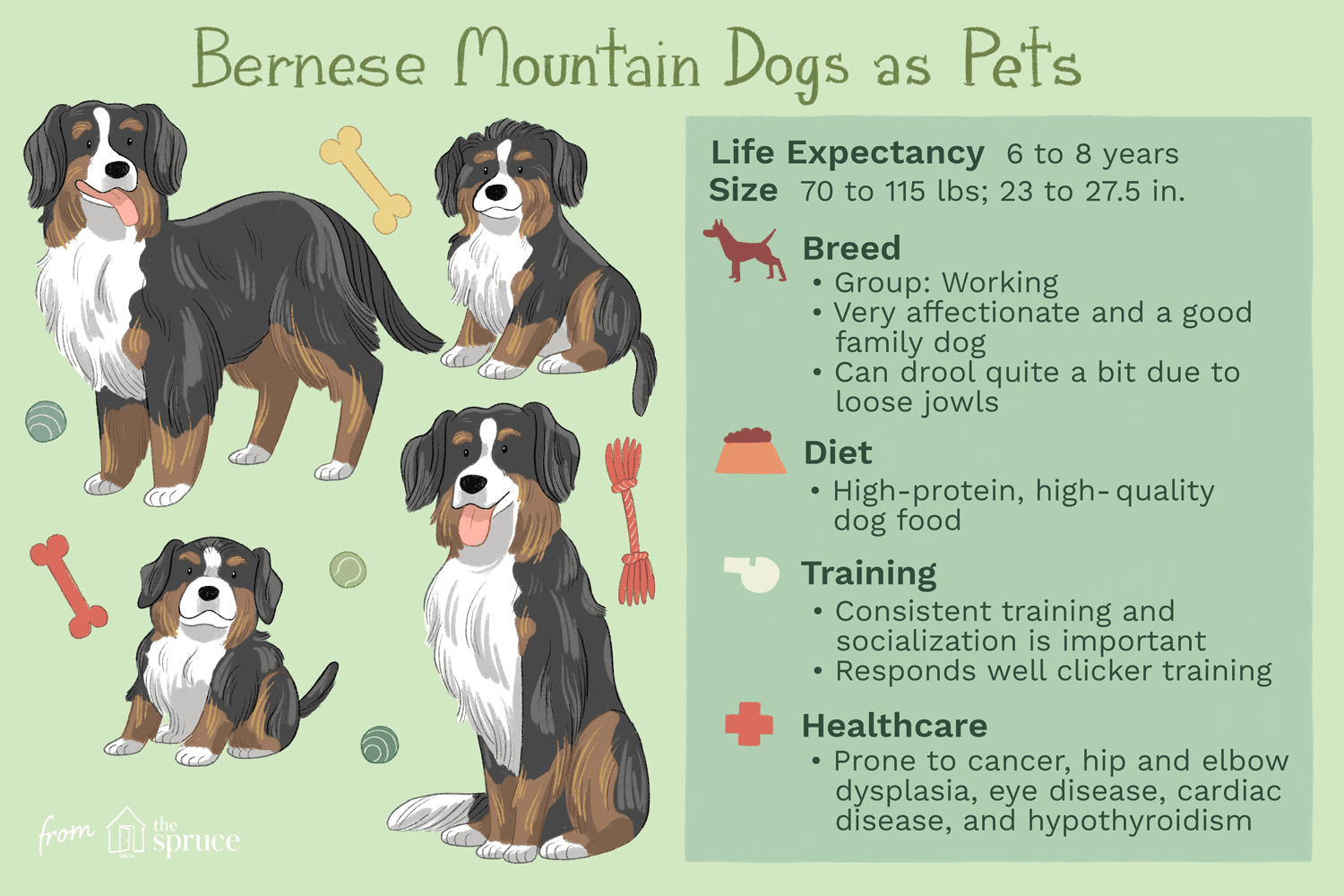 bernese mountain dogs as pets illustration