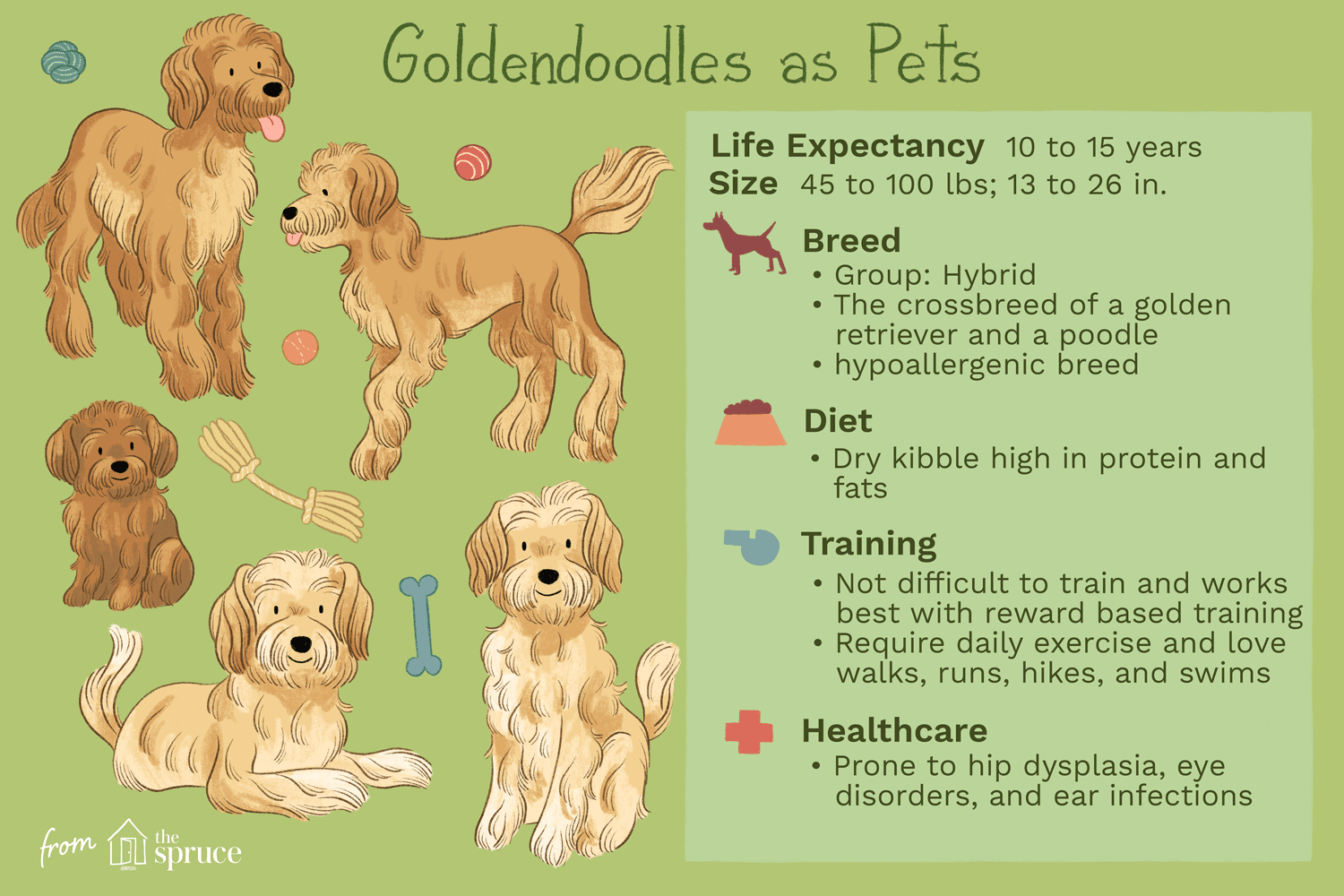 goldendoodles as pets illustration