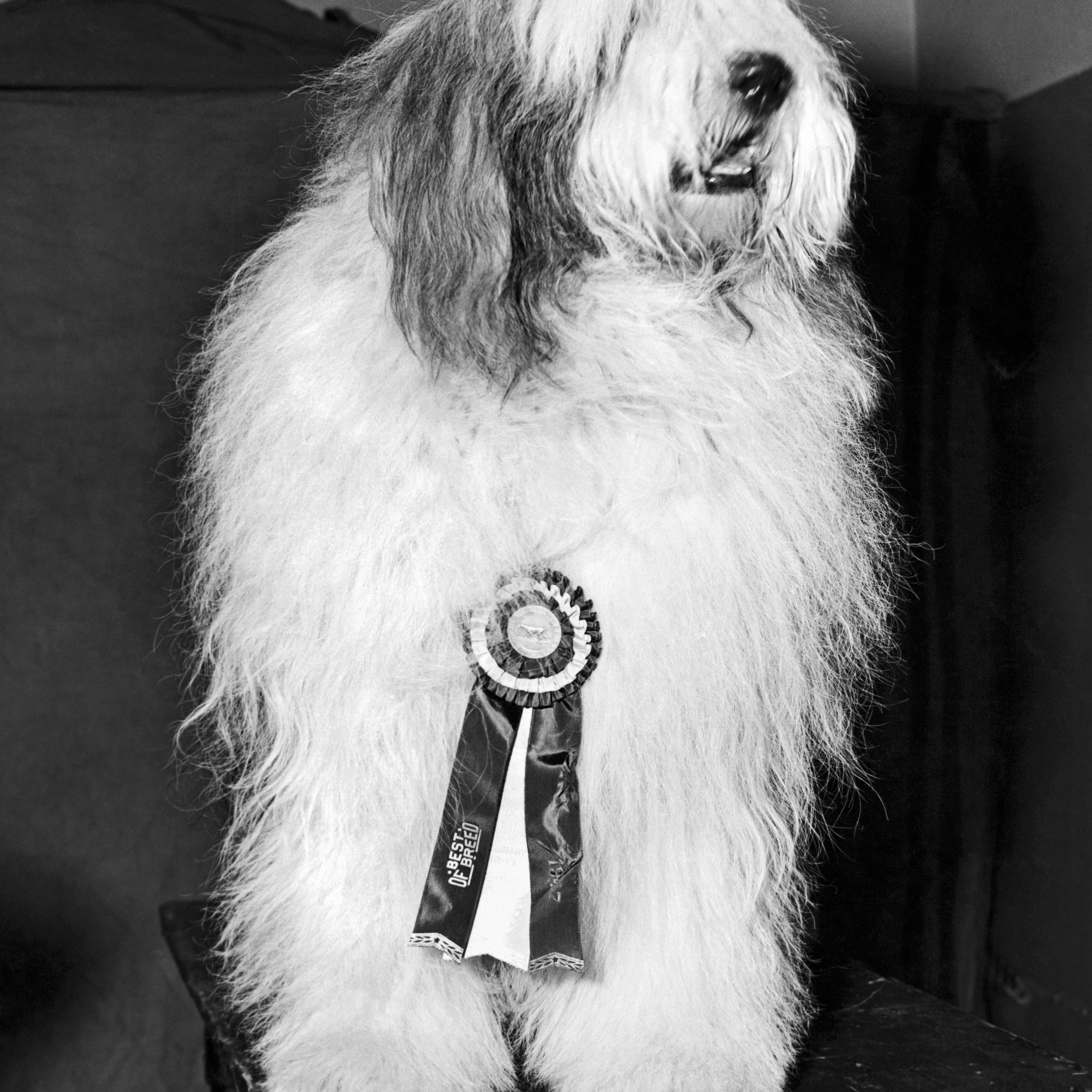 The winner of 'best of breed' in the Old English sheepdog class at the Westminster Kennel Club event in Madison Square Garden, New York, February 1947.