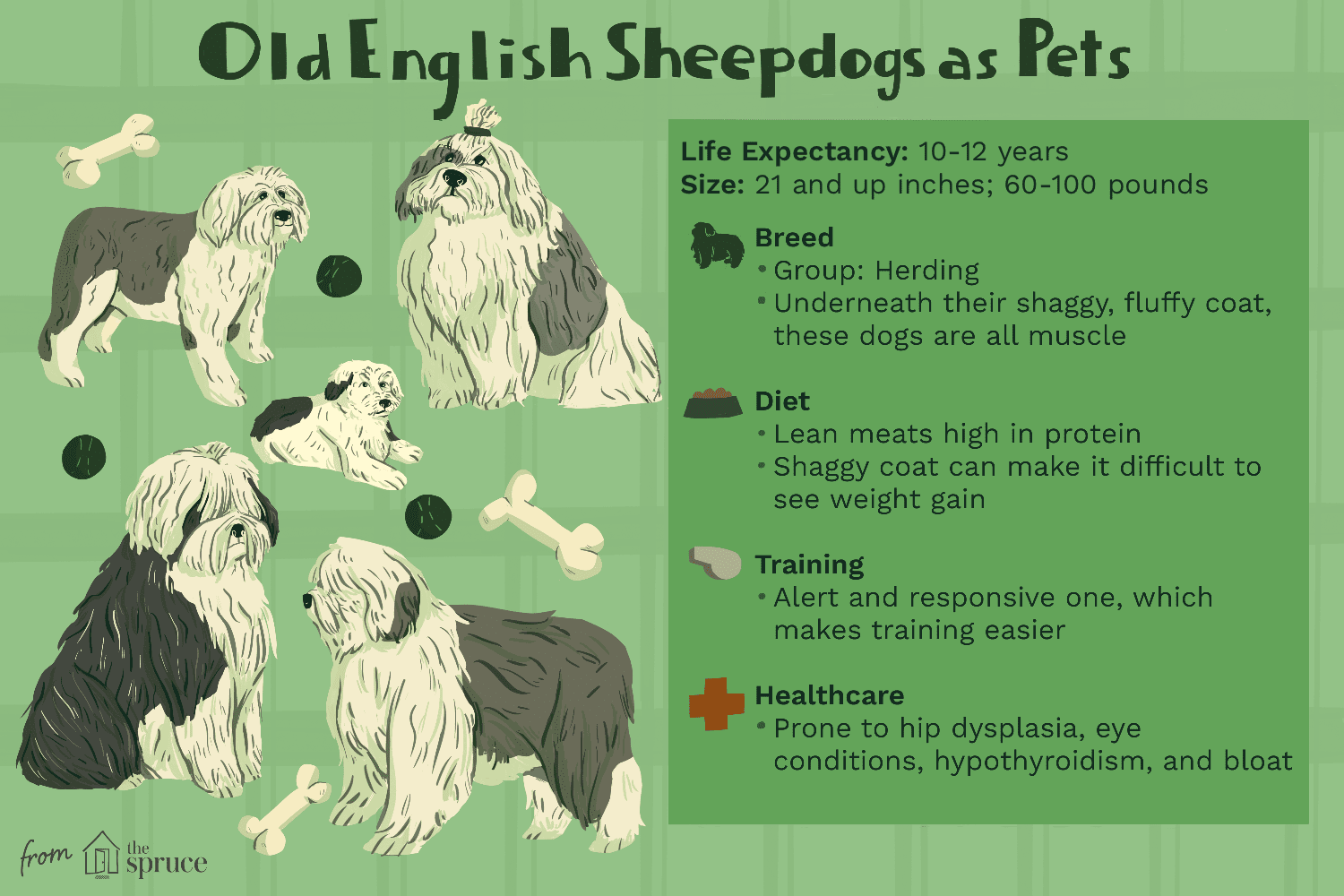 old english sheepdogs as pets illustration