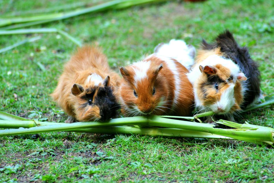 guinea pigs eating veggies