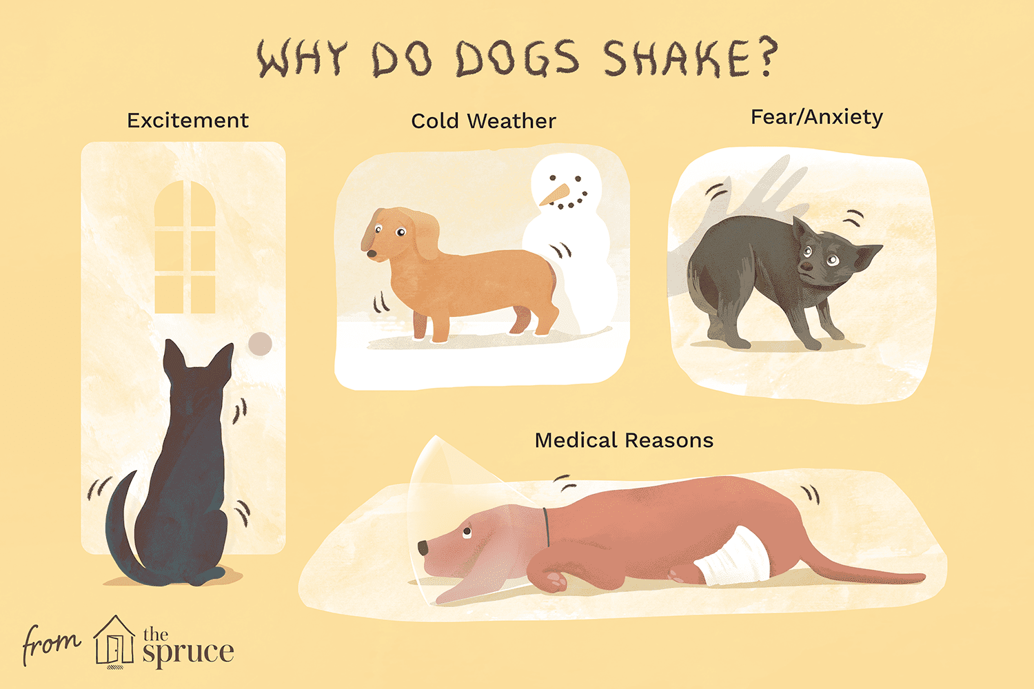 why do dogs shake illustration