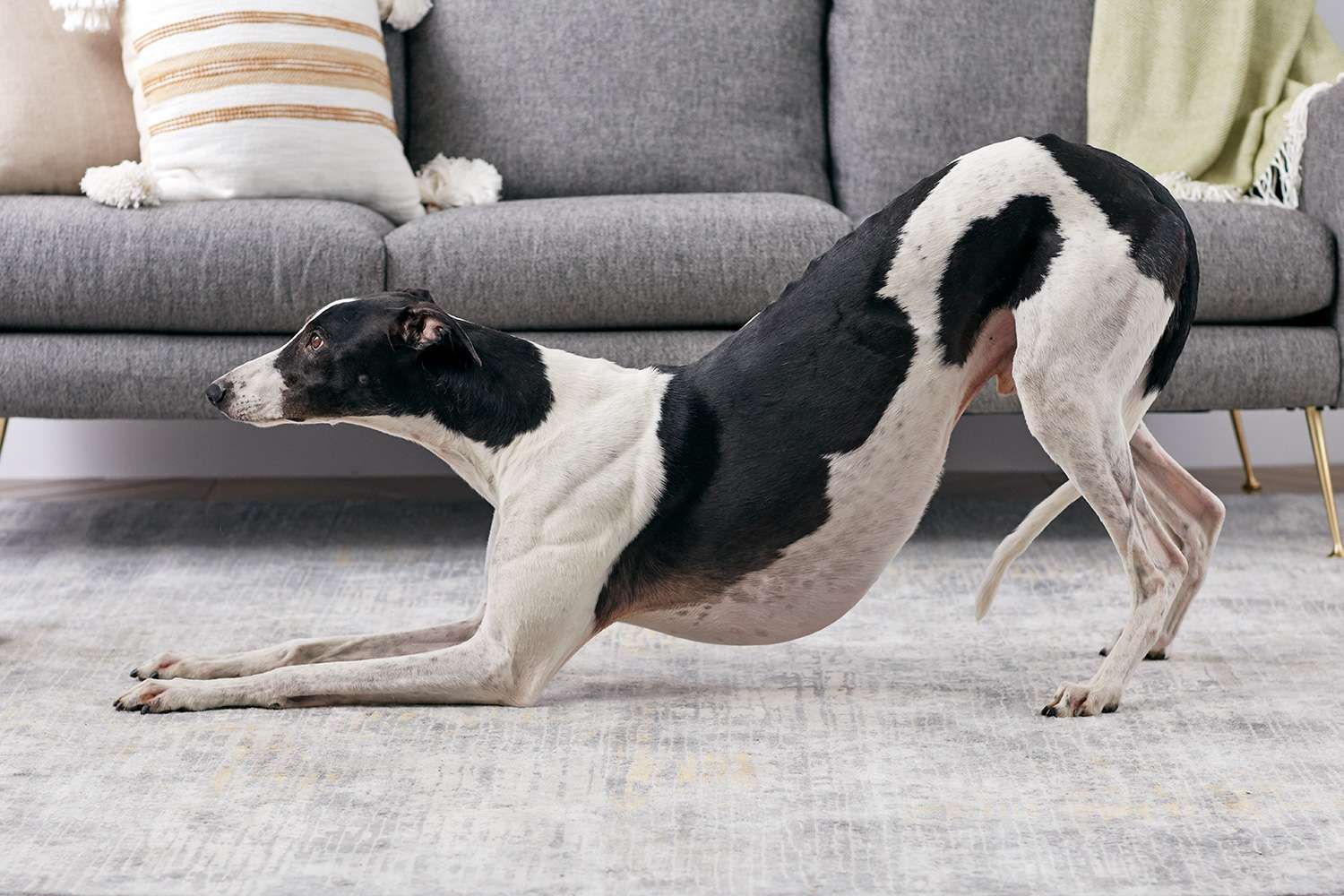 A greyhound taking a bow