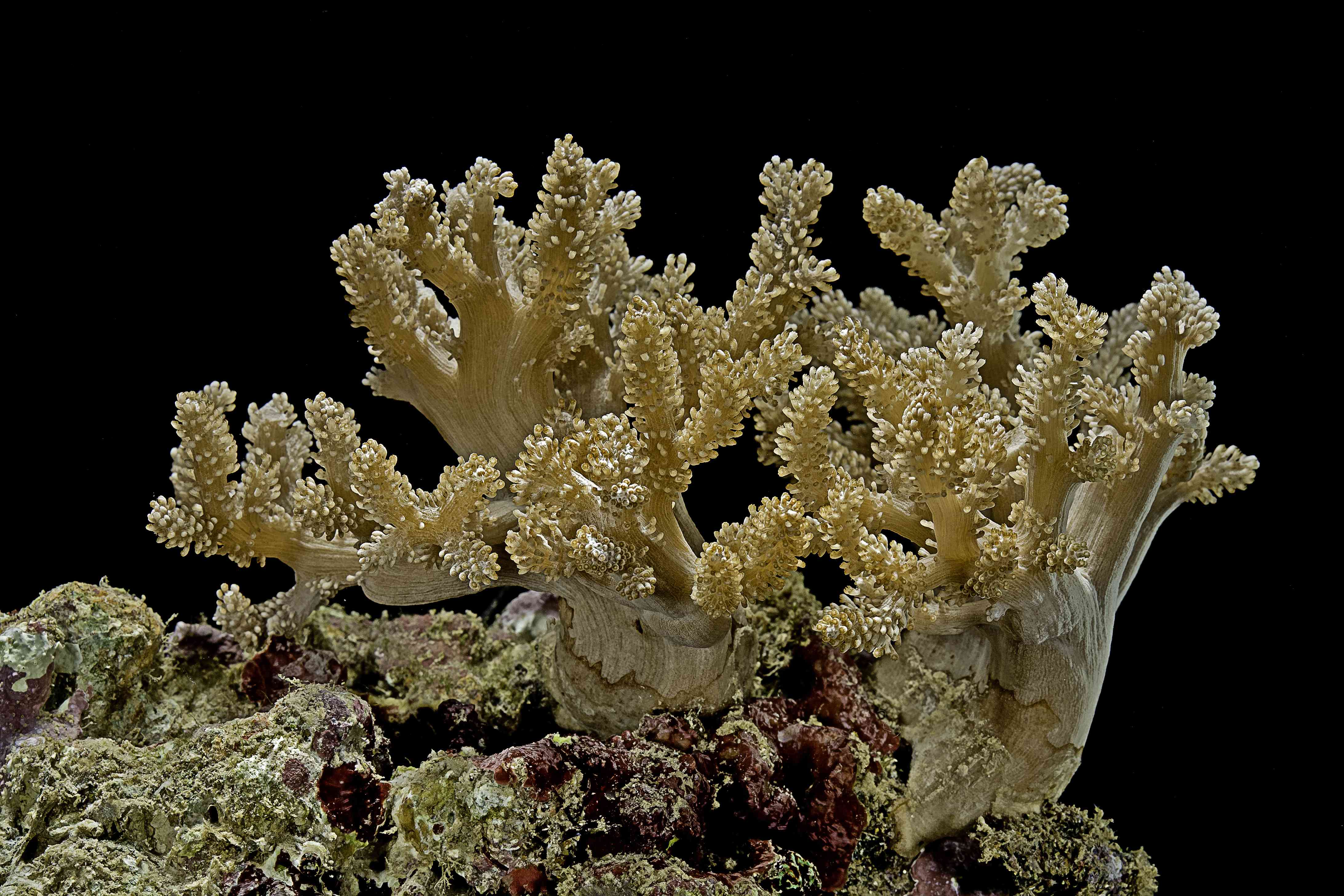 colt coral