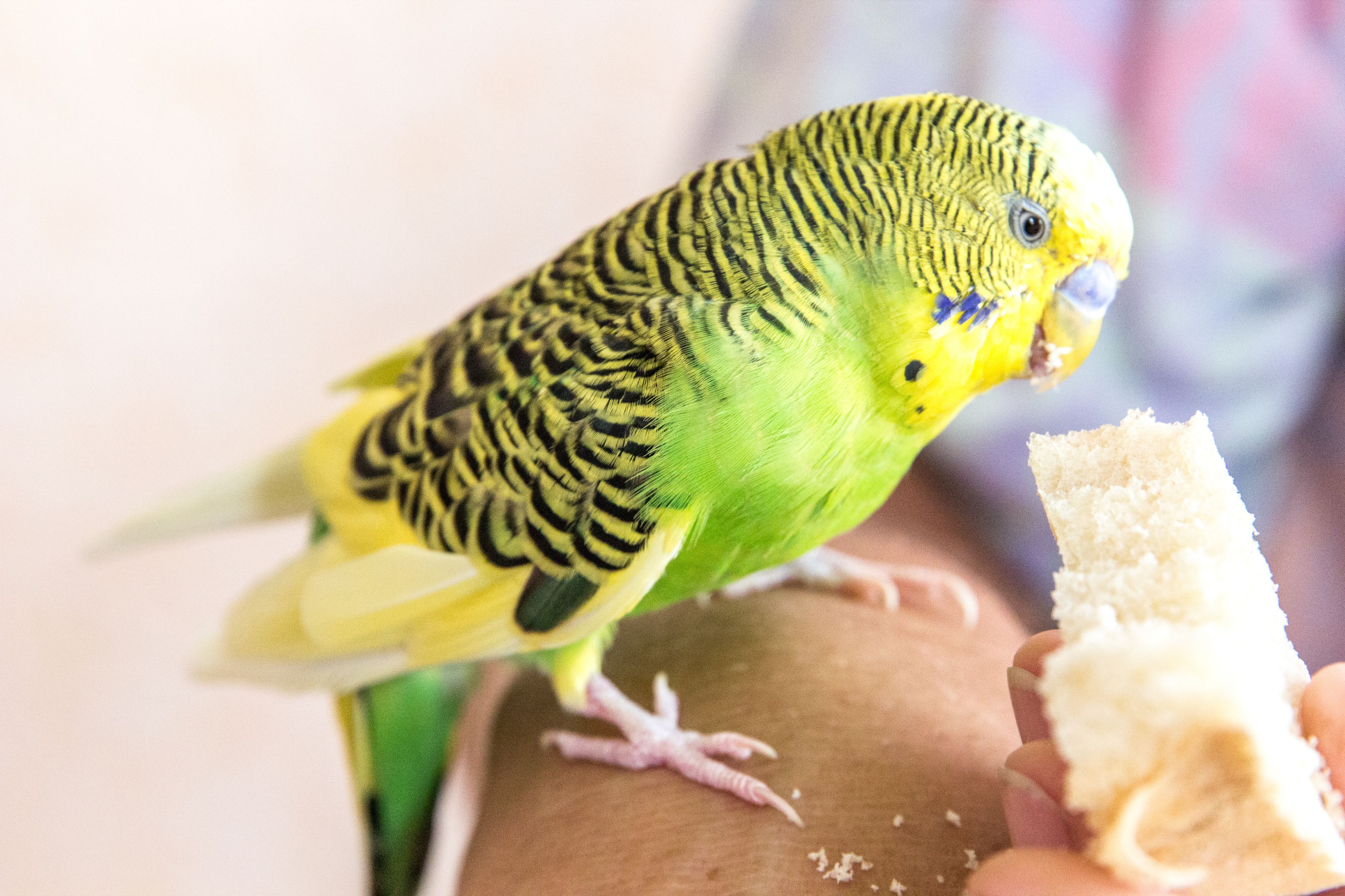 Green Parrot sits on hand and eats bread