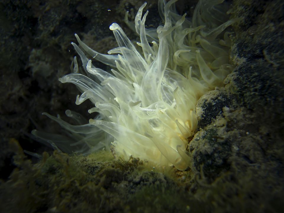 An aiptasia anemone