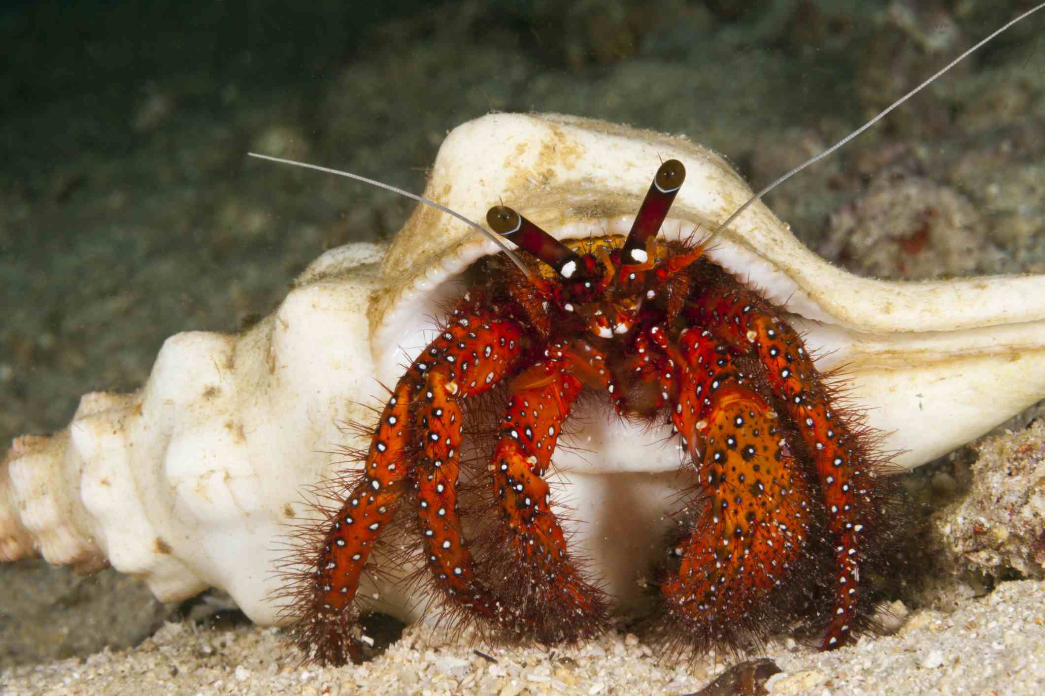 Hermit Crab, Dardanus megistos