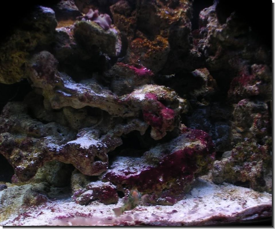Red Slime Coating Live Rock in Fish Tank