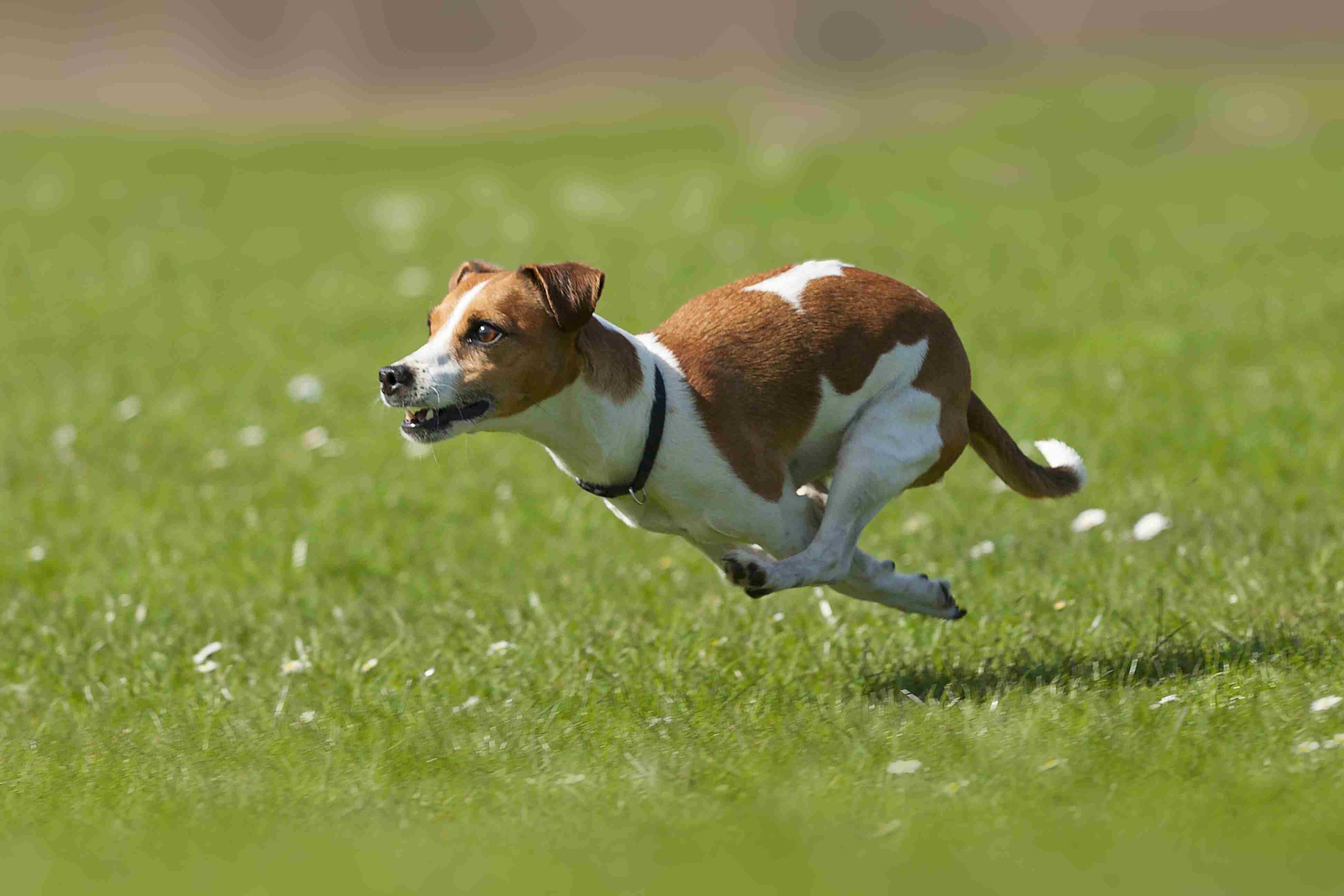 Jack Russell terrier running in grass
