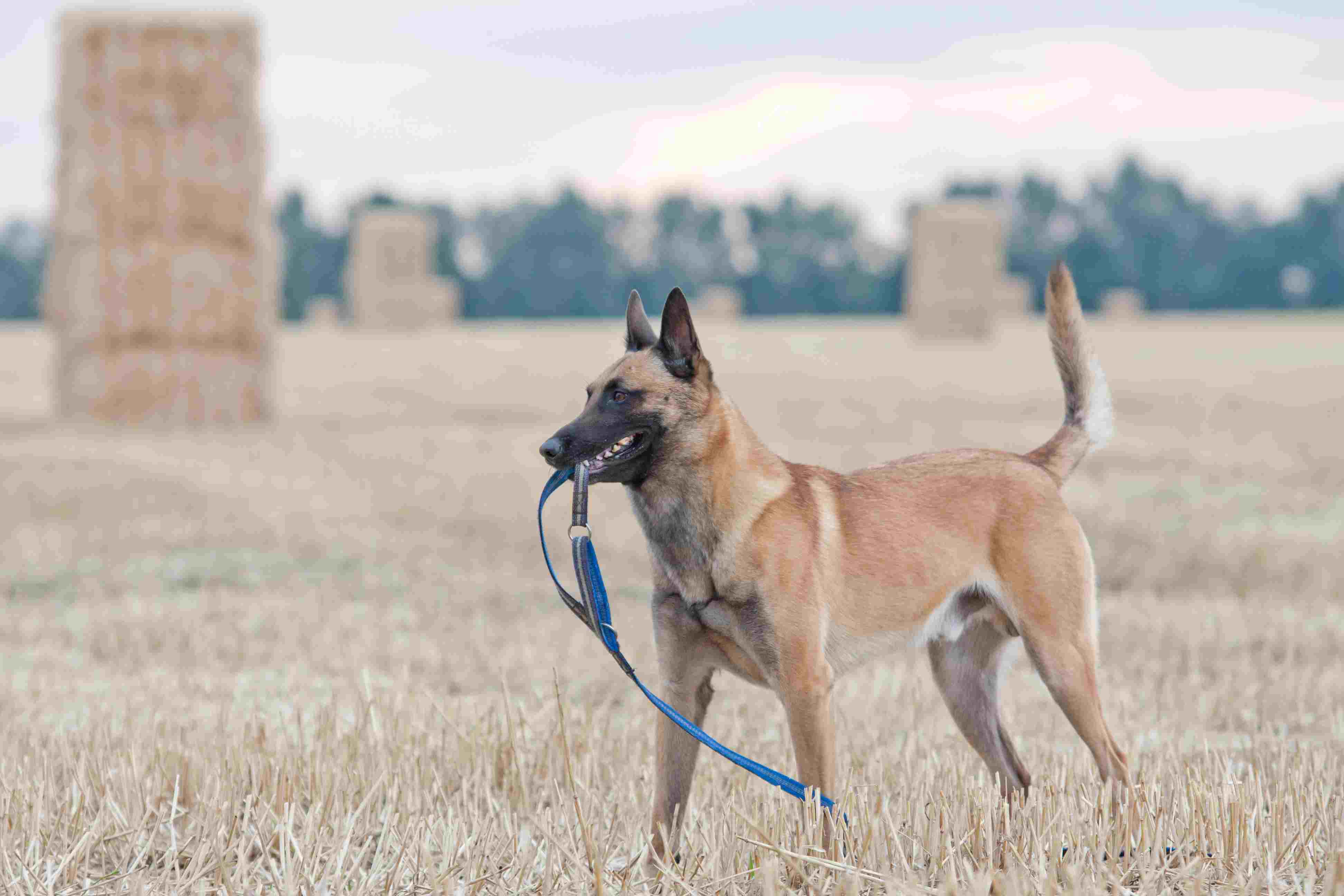 Malinois holding a leash in a field