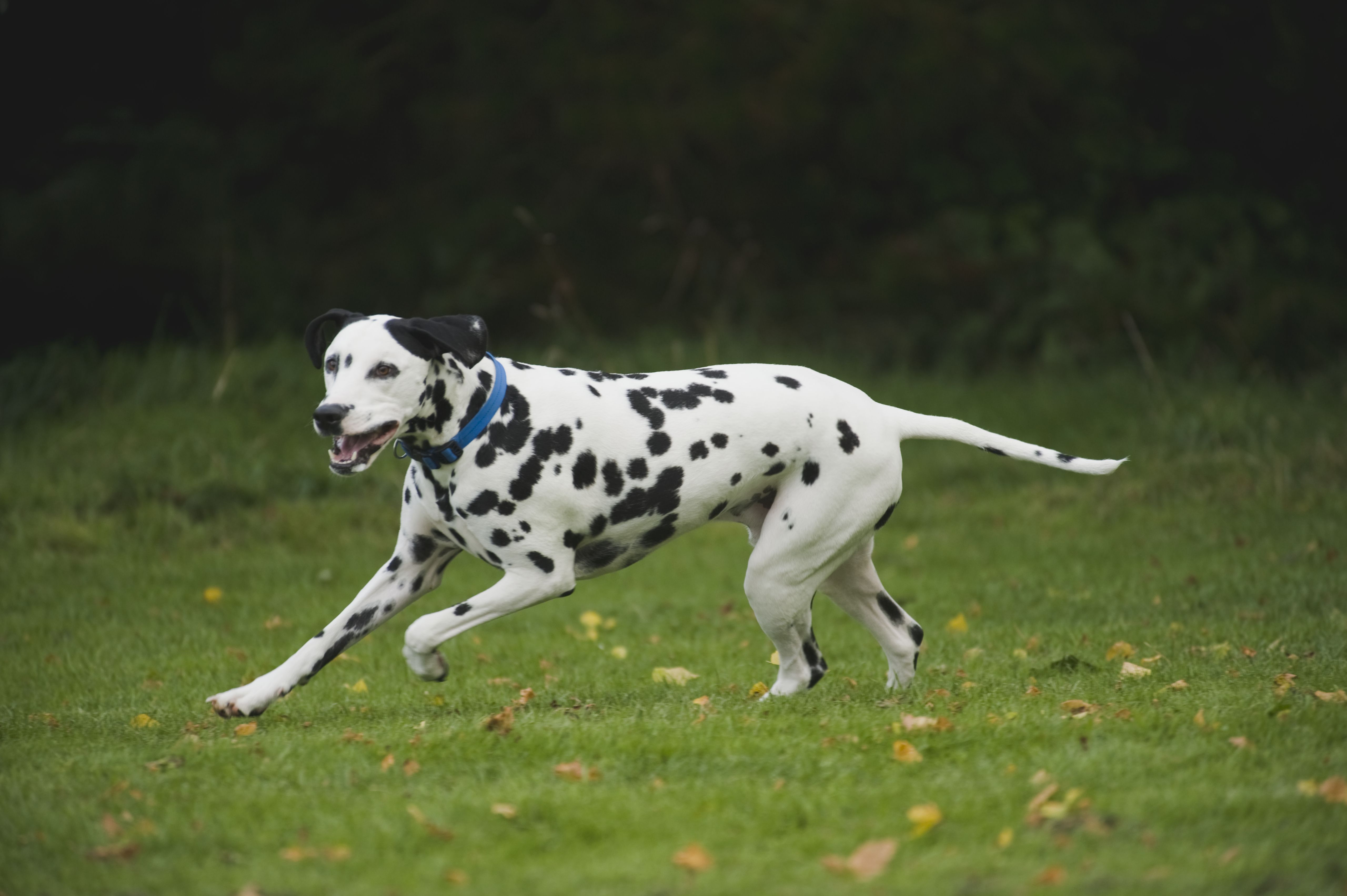 Energetic Dalmatian running on grass