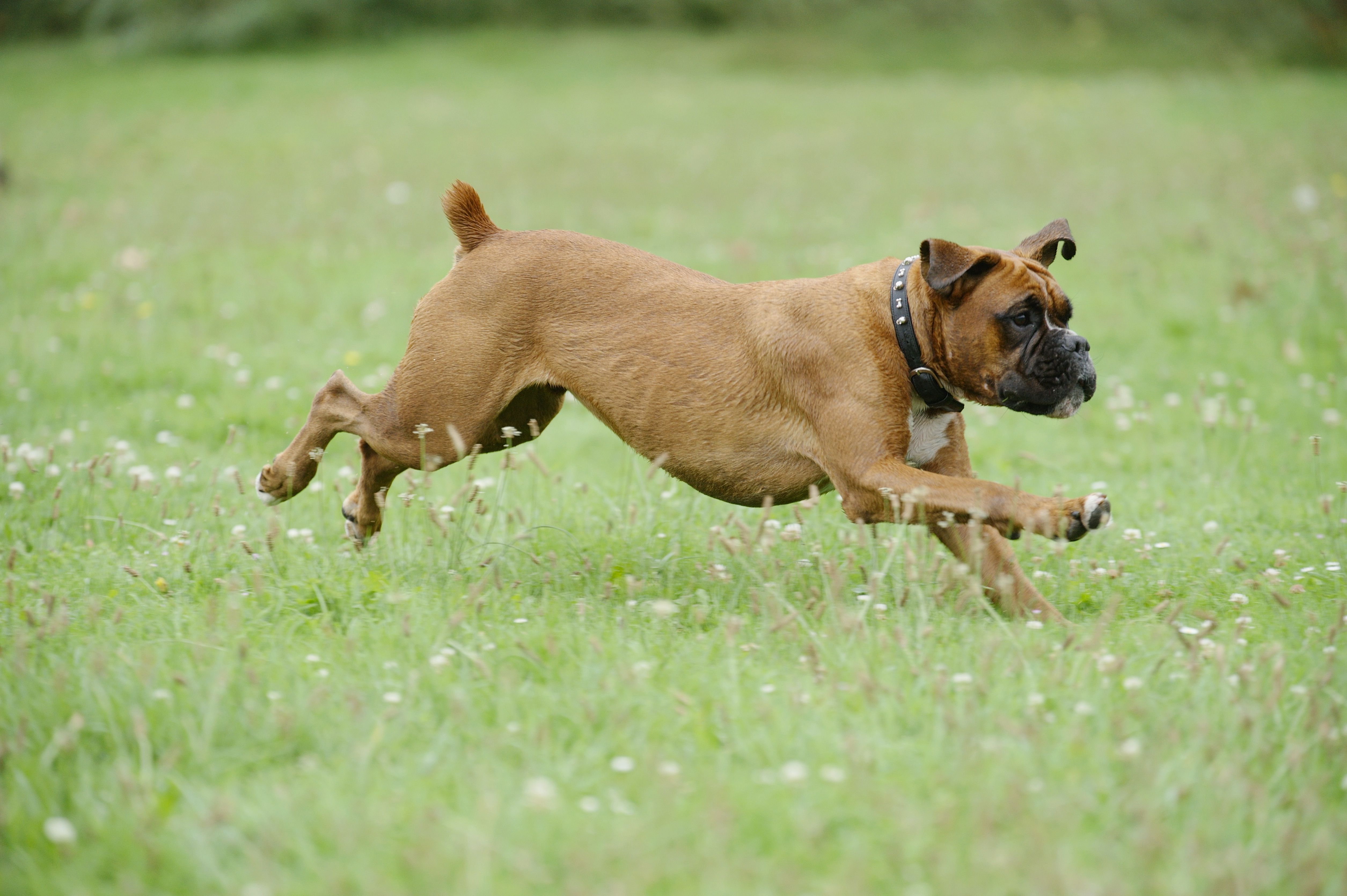 Boxer dog running on grass