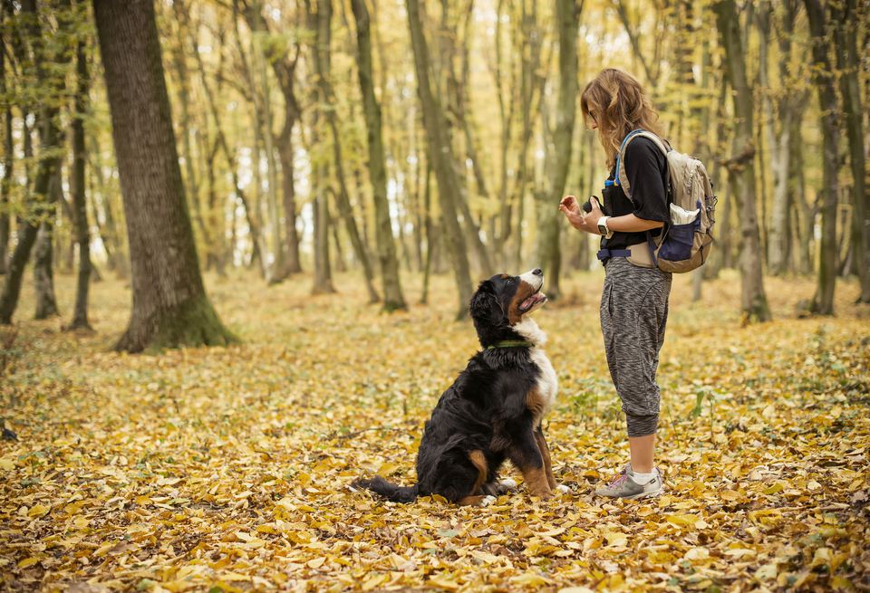 A young woman teaches her young Bernese Mountain Dog how to sit while in a forest.