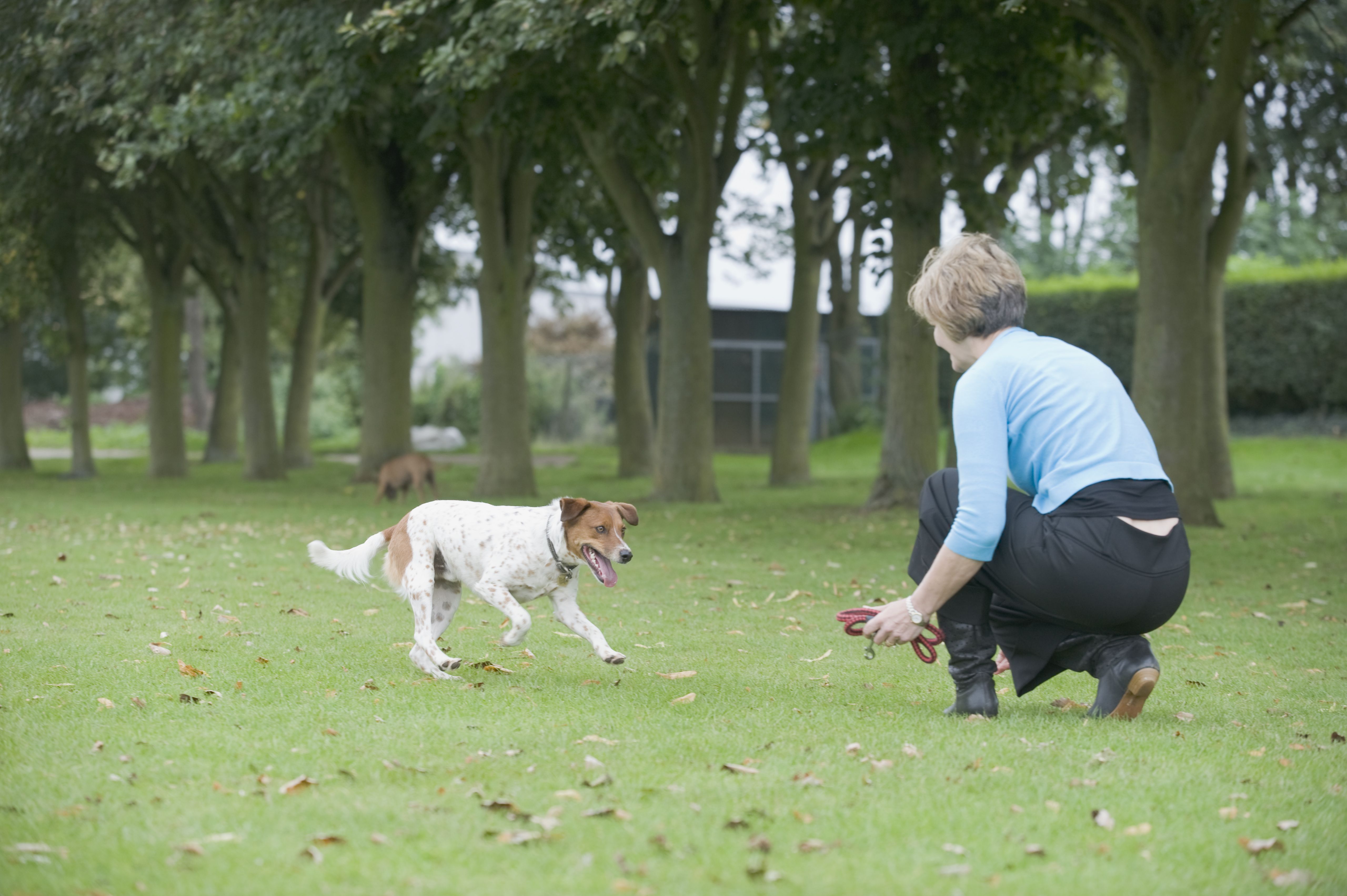 Mongrel dog running toward a woman crouching on grass holding a lead.