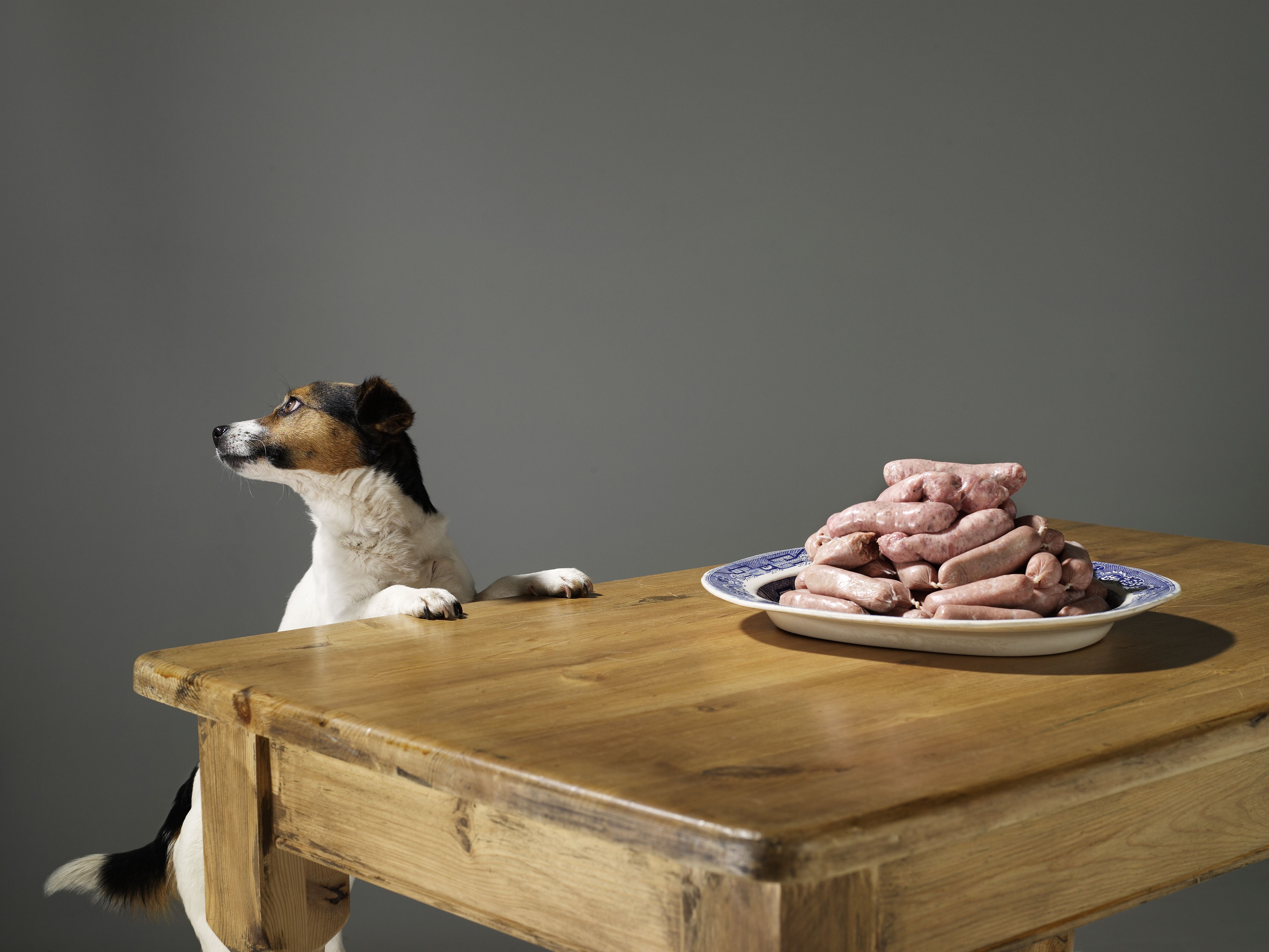 Jack Russell with paws on the table that has a pile of sausages on it.