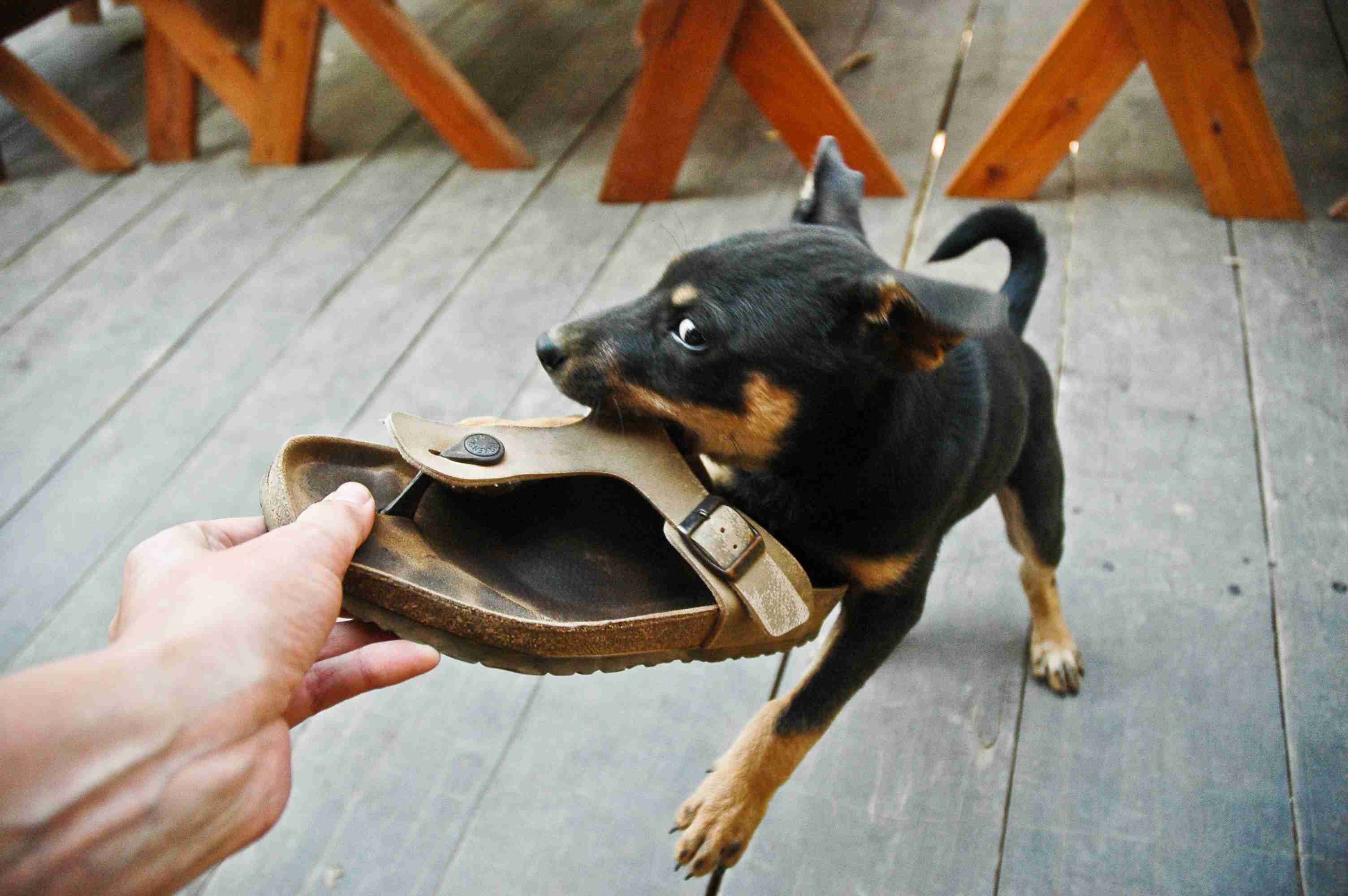 Snarling puppy tugs in play with owner's sandal.