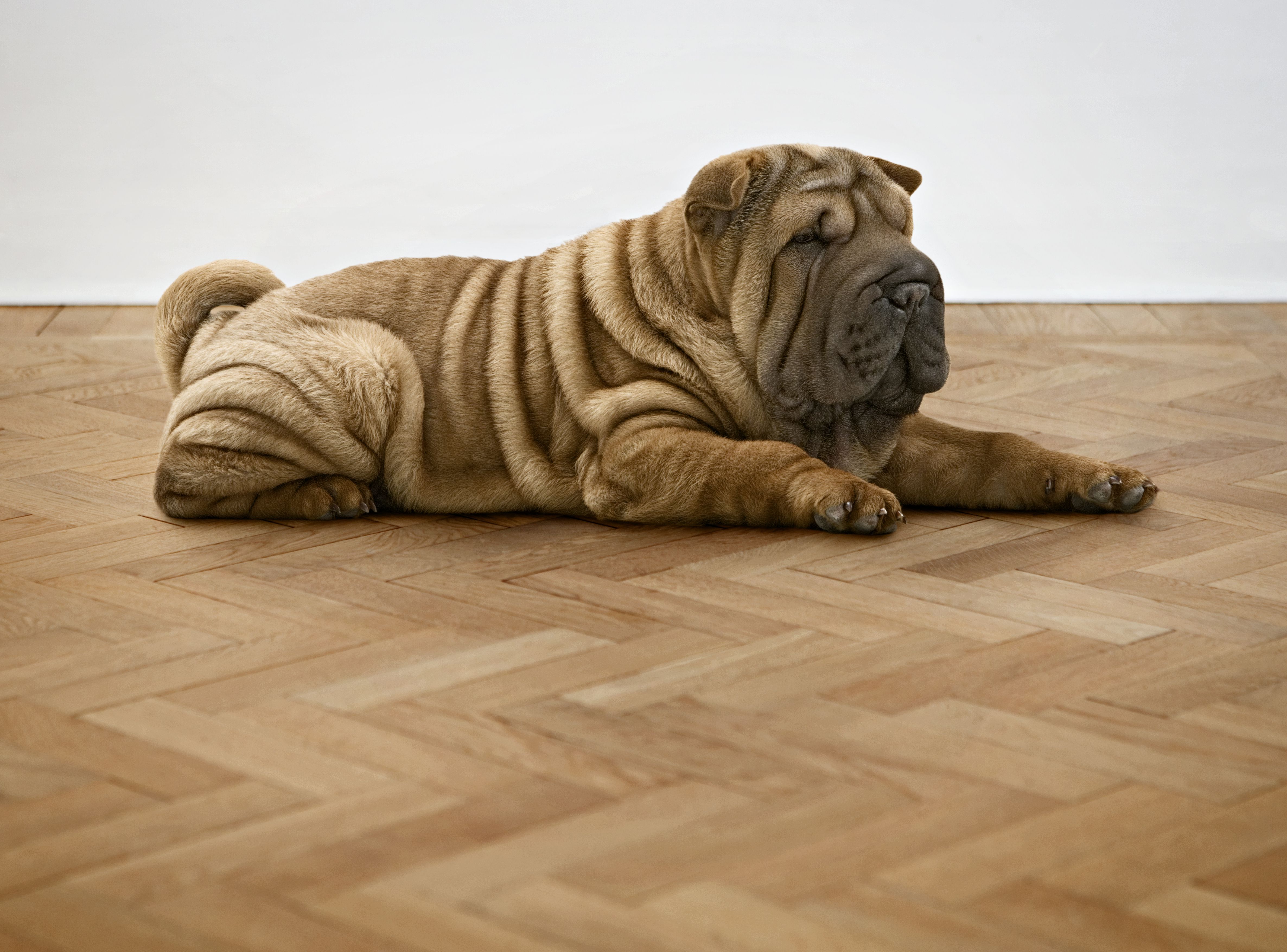 Shar Pei dog lying down on a wooden floor.