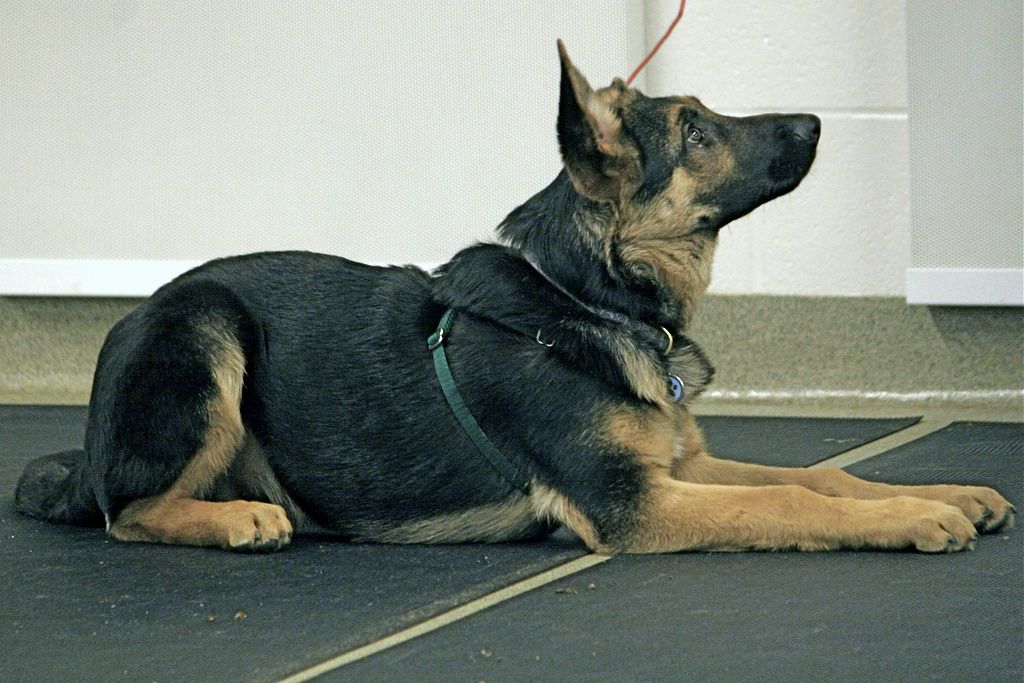German shepherd dog in down position.