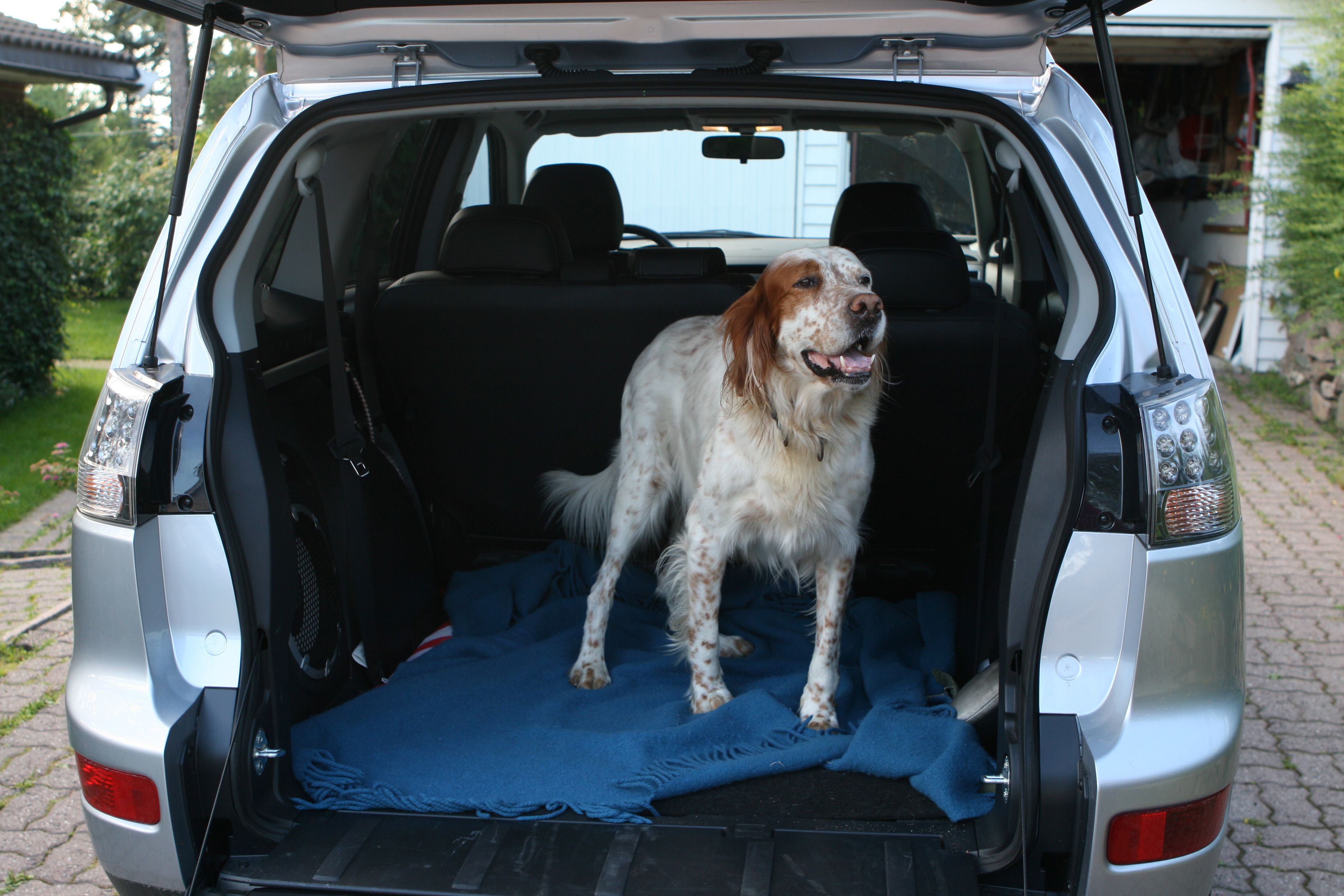 Dog standing in the trunk of a vehicle with a blue blanket.