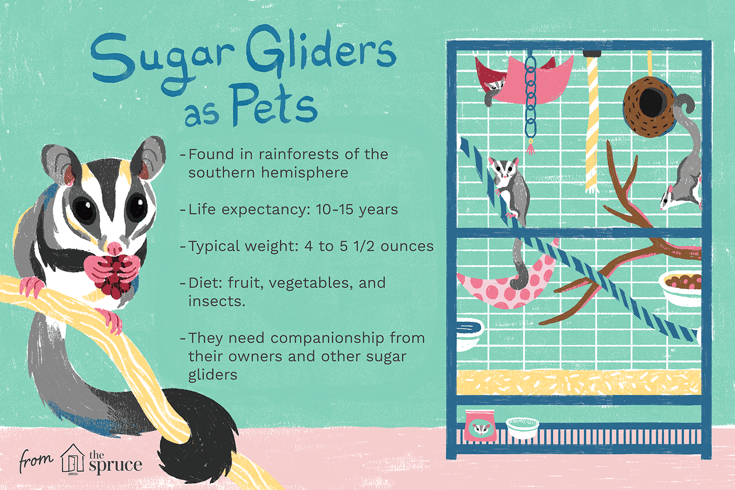 Sugar glider illustration
