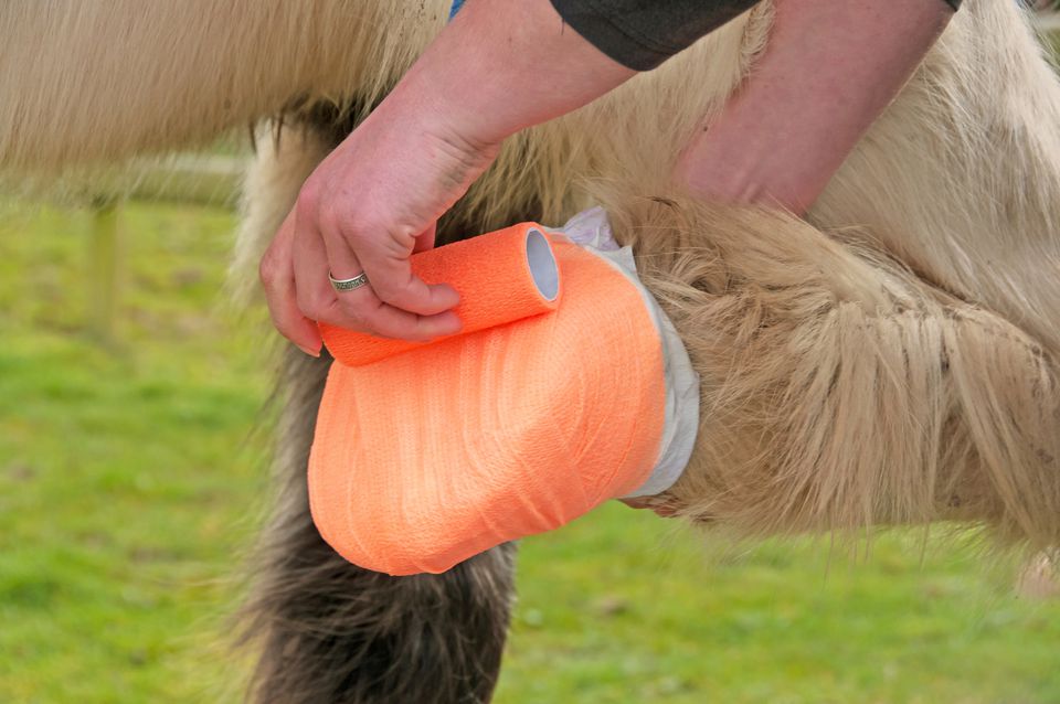 Person providing first-aid to a horse