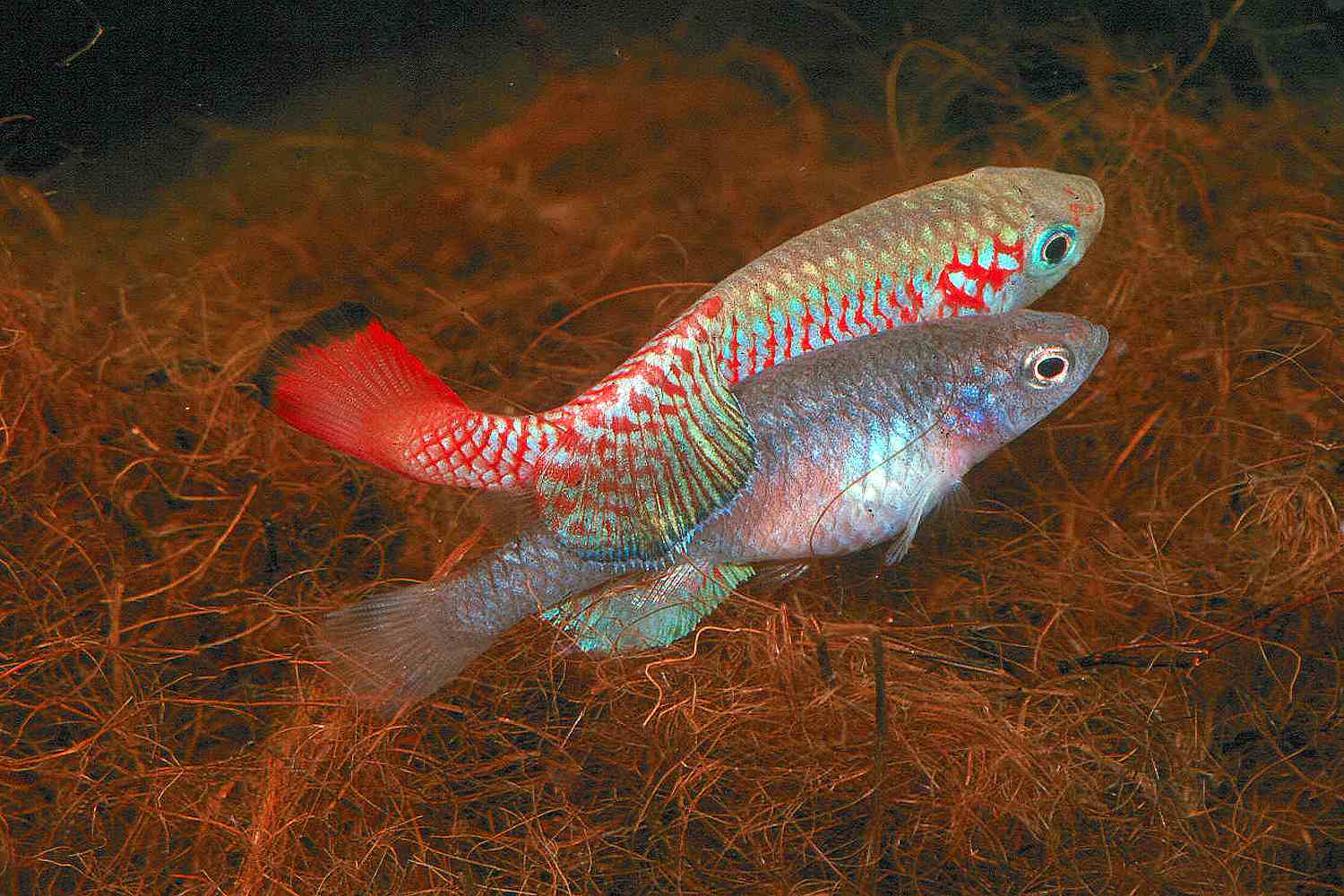 Male and female killifish swimming in an aquarium