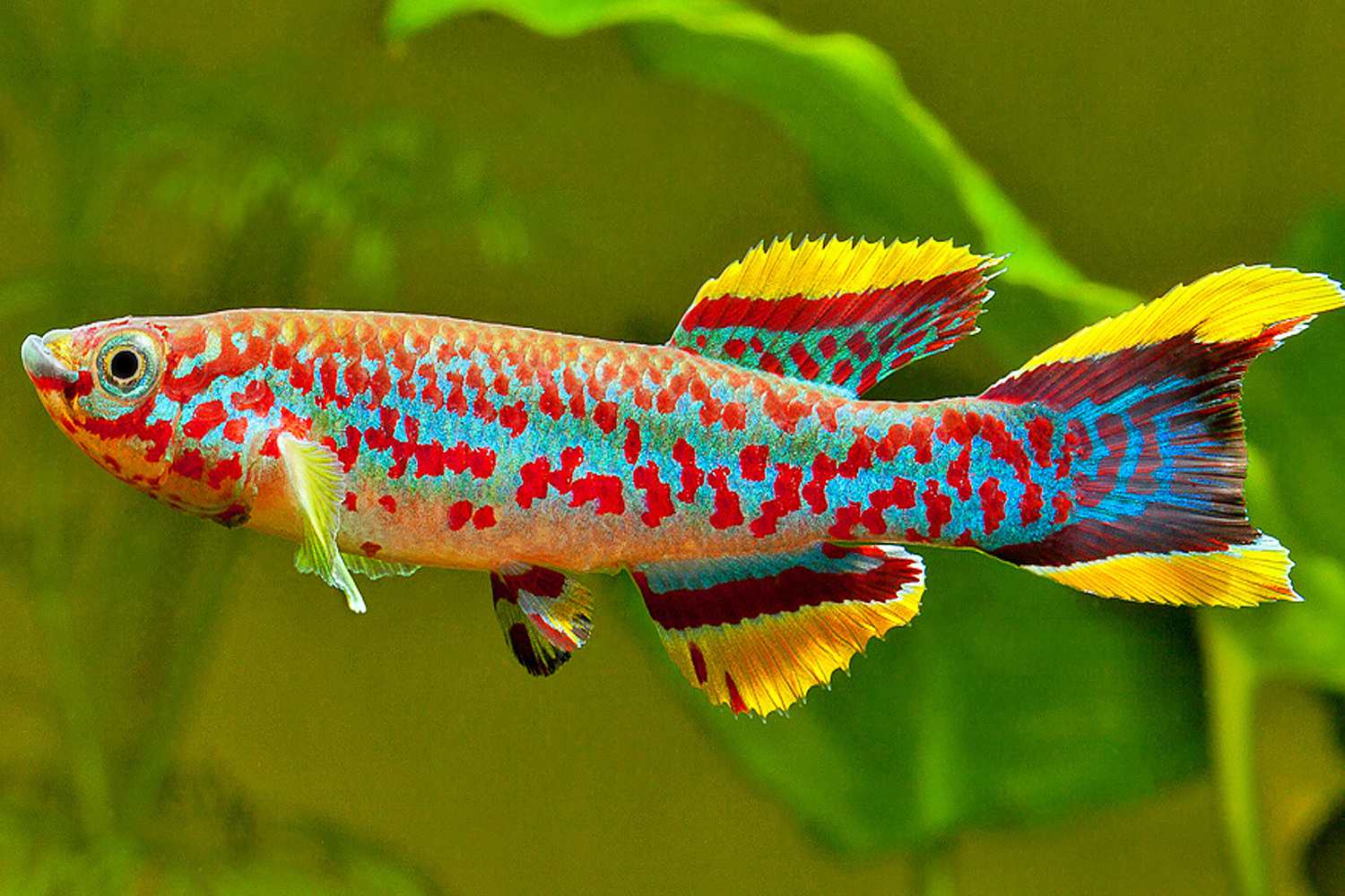 Brightly colored Gardneri (Aphyosemion gardneri) in aquarium