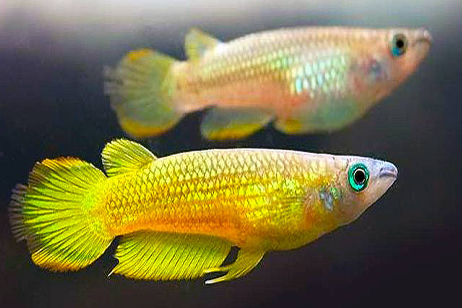 Two yellow Limeatus (Aplocheius lineatus) in water.