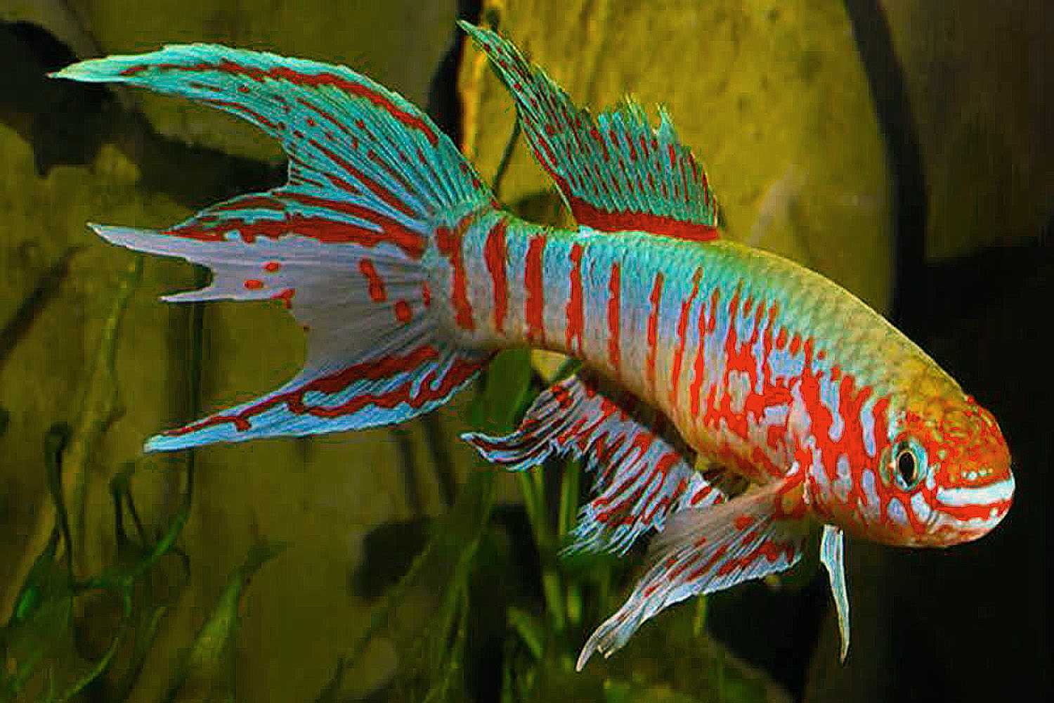 Red-striped Blue Gularis (Aphyosemion sjoestedti) swimming in a tank.